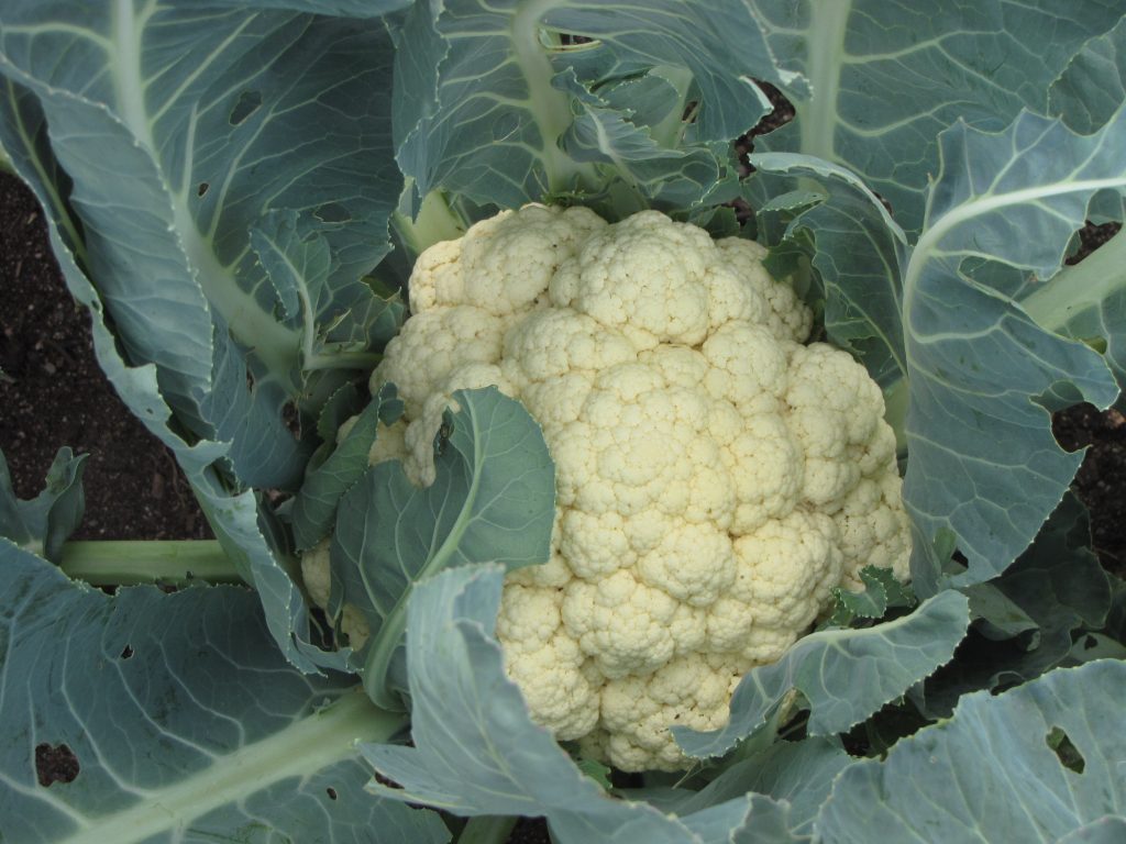 White Flag Self-Blanching, Cauliflower