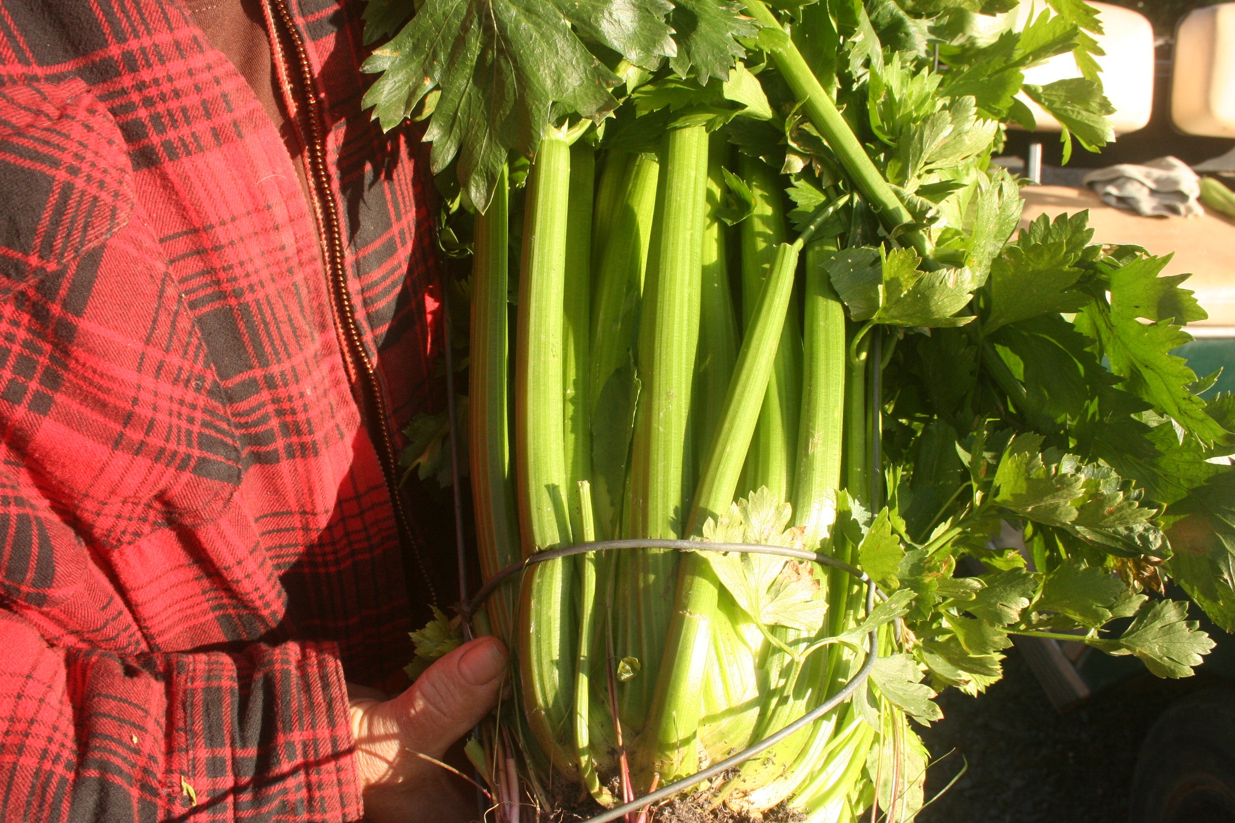 Golden Self-Blanching, Celery