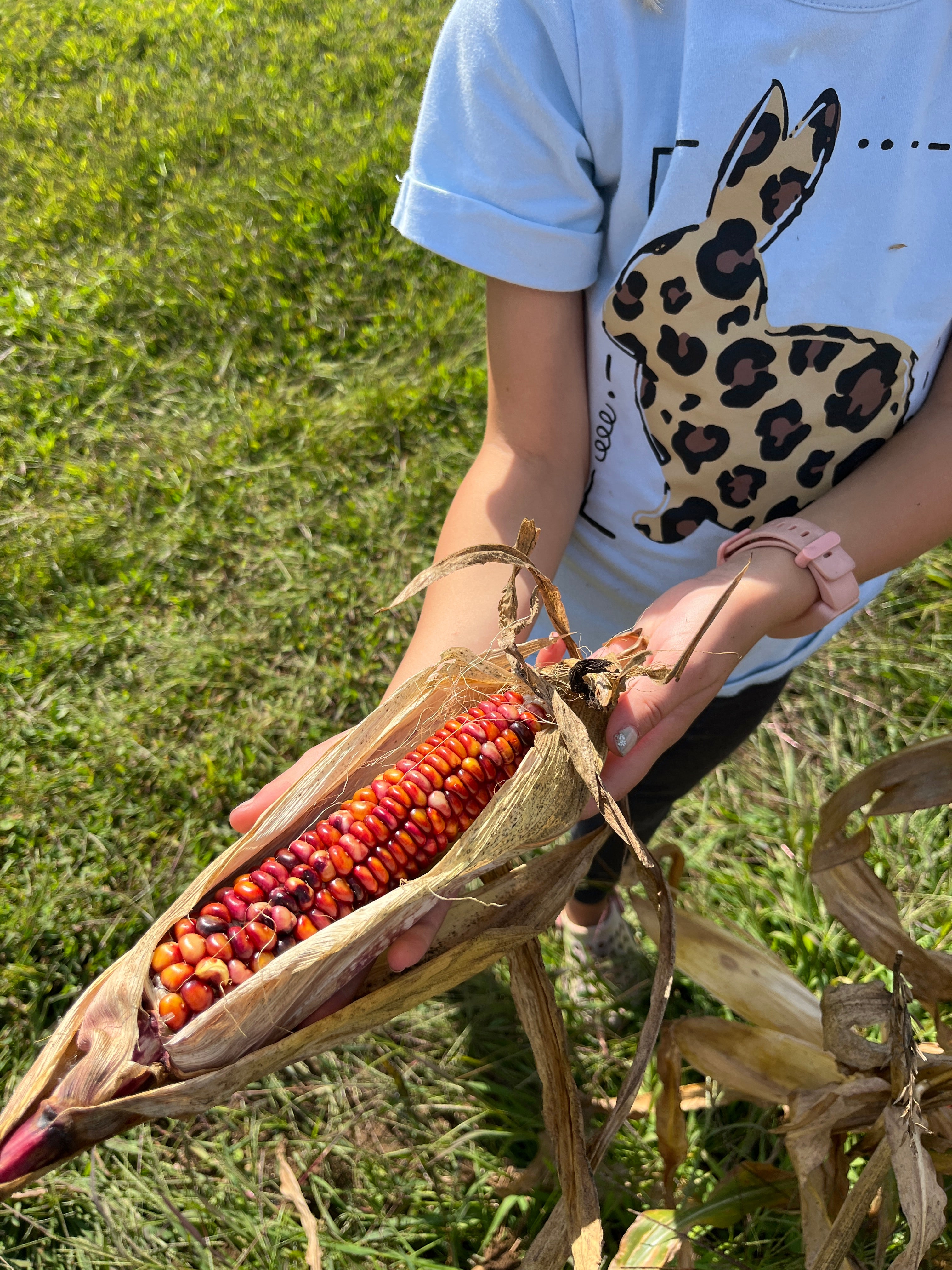 Bear Island Chippewa, Flour Corn