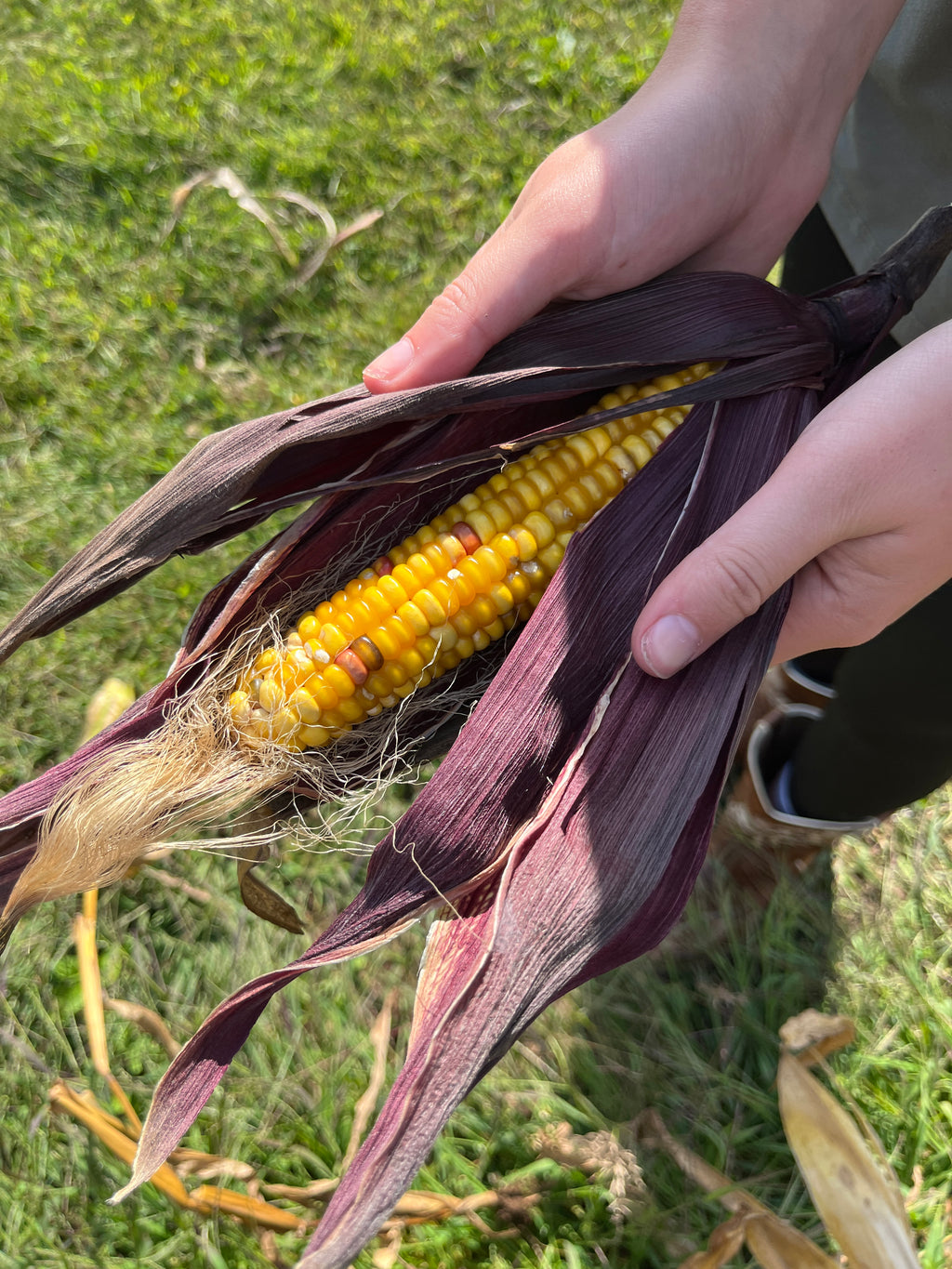 Bear Island Chippewa, Flour Corn