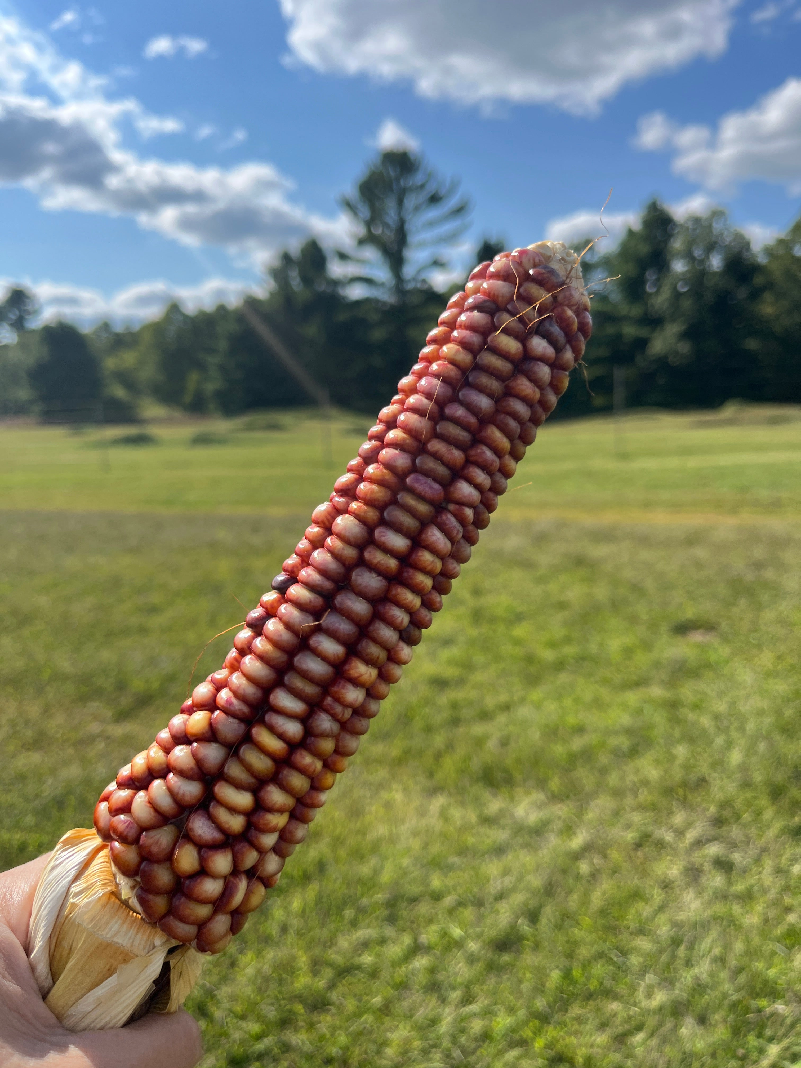 Bear Island Chippewa, Flour Corn