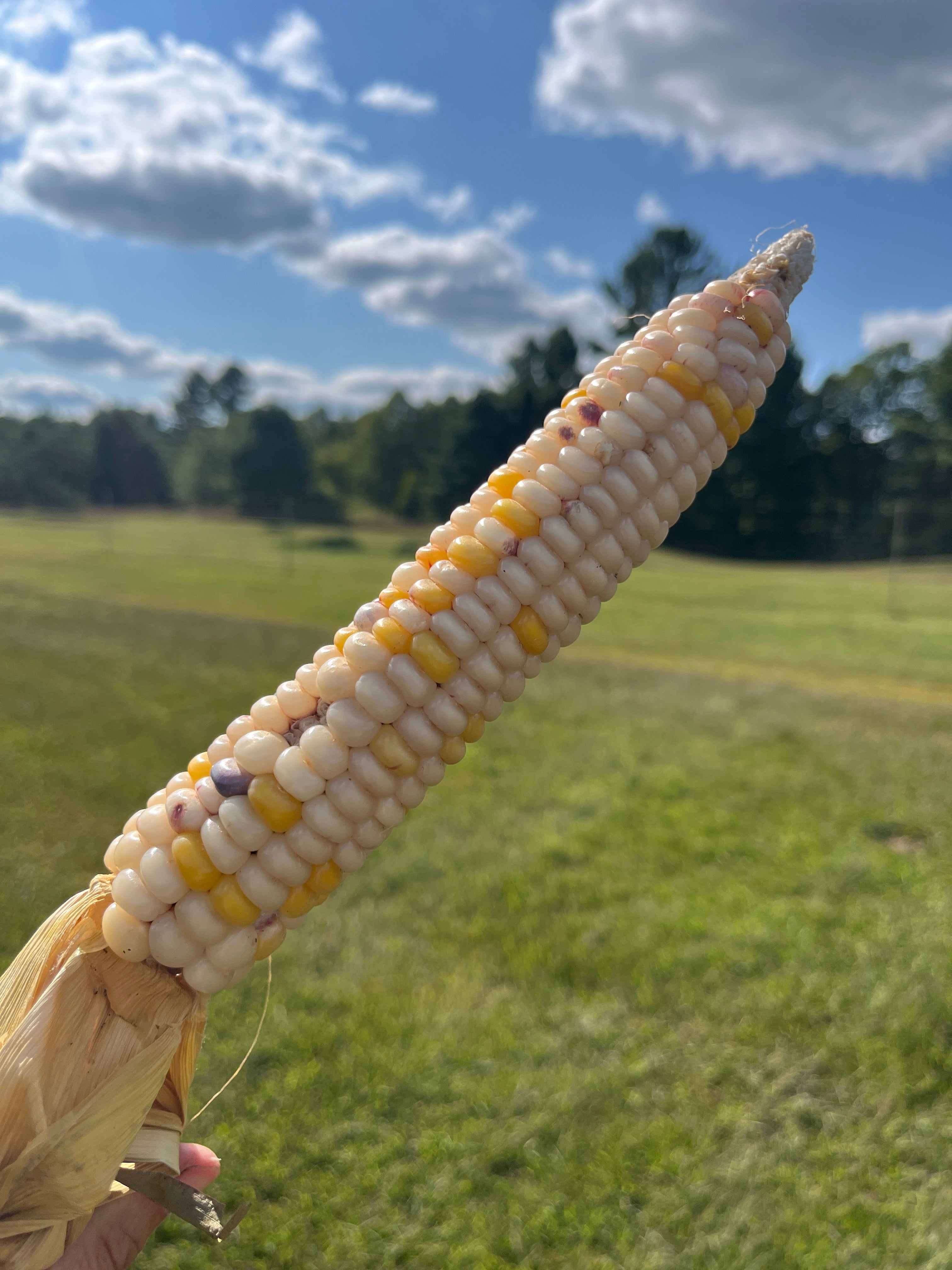Bear Island Chippewa, Flour Corn