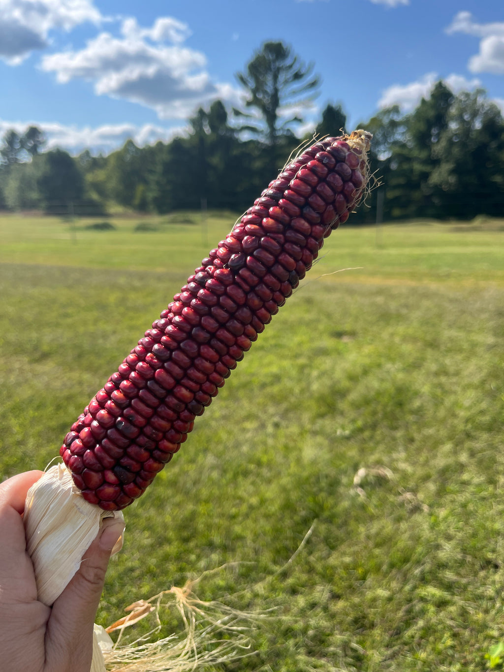 Bear Island Chippewa, Flour Corn