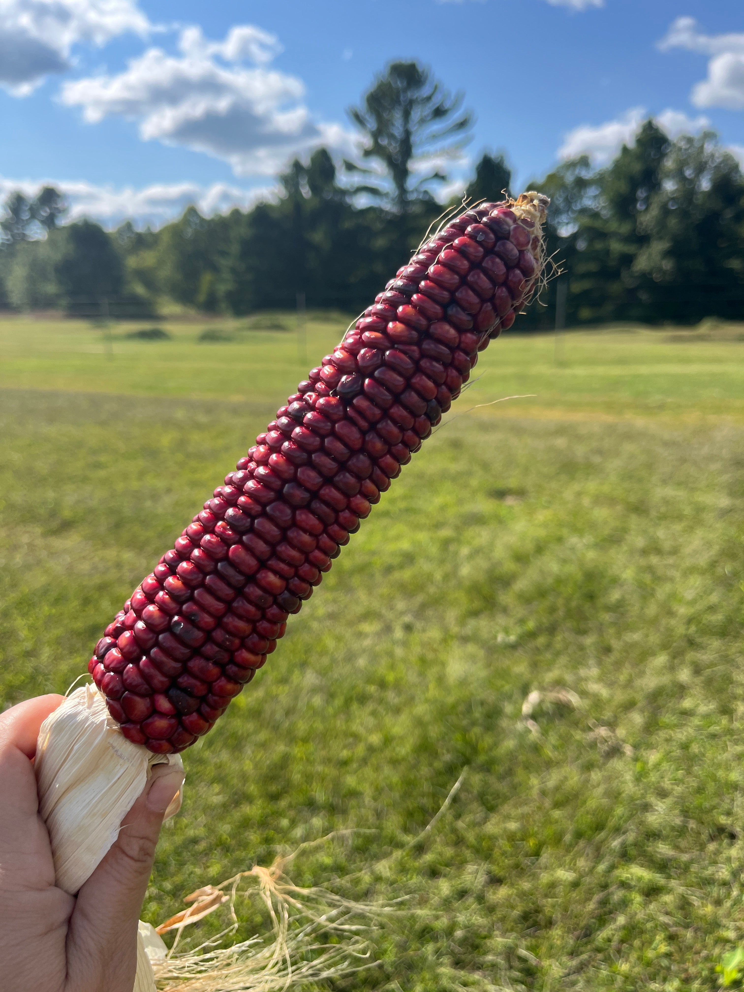 Bear Island Chippewa, Flour Corn
