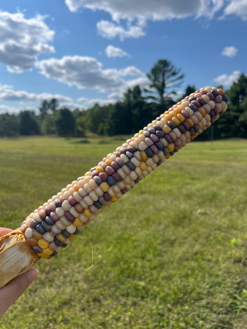 Bear Island Chippewa, Flour Corn
