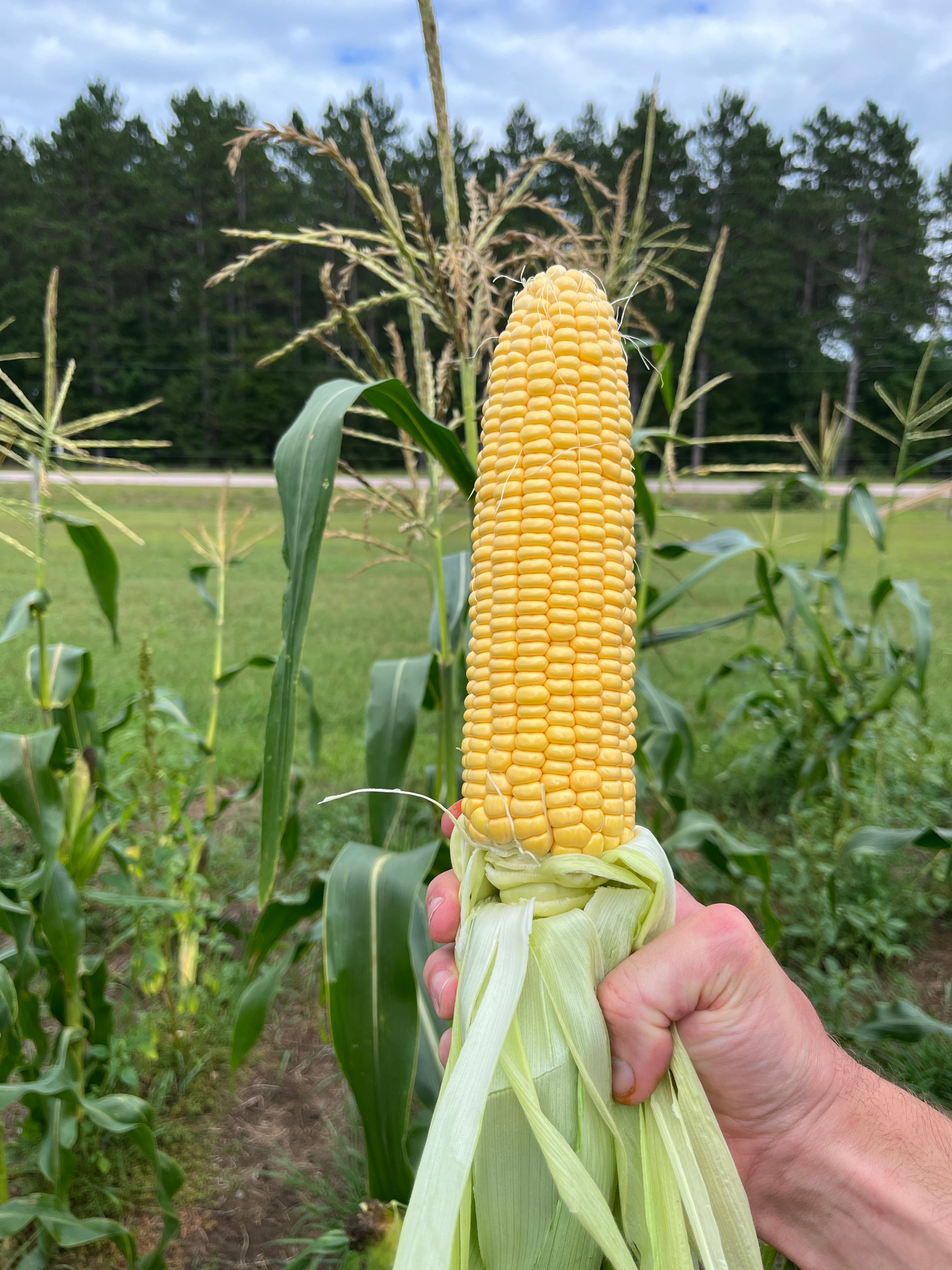 Damaun, Sweet Corn – Life Root Farm