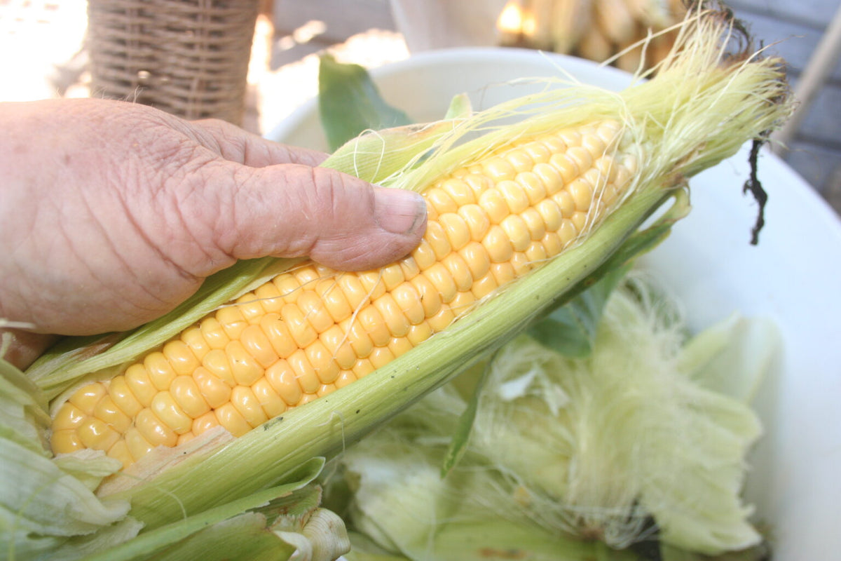 Fisher's Earliest, Sweet Corn
