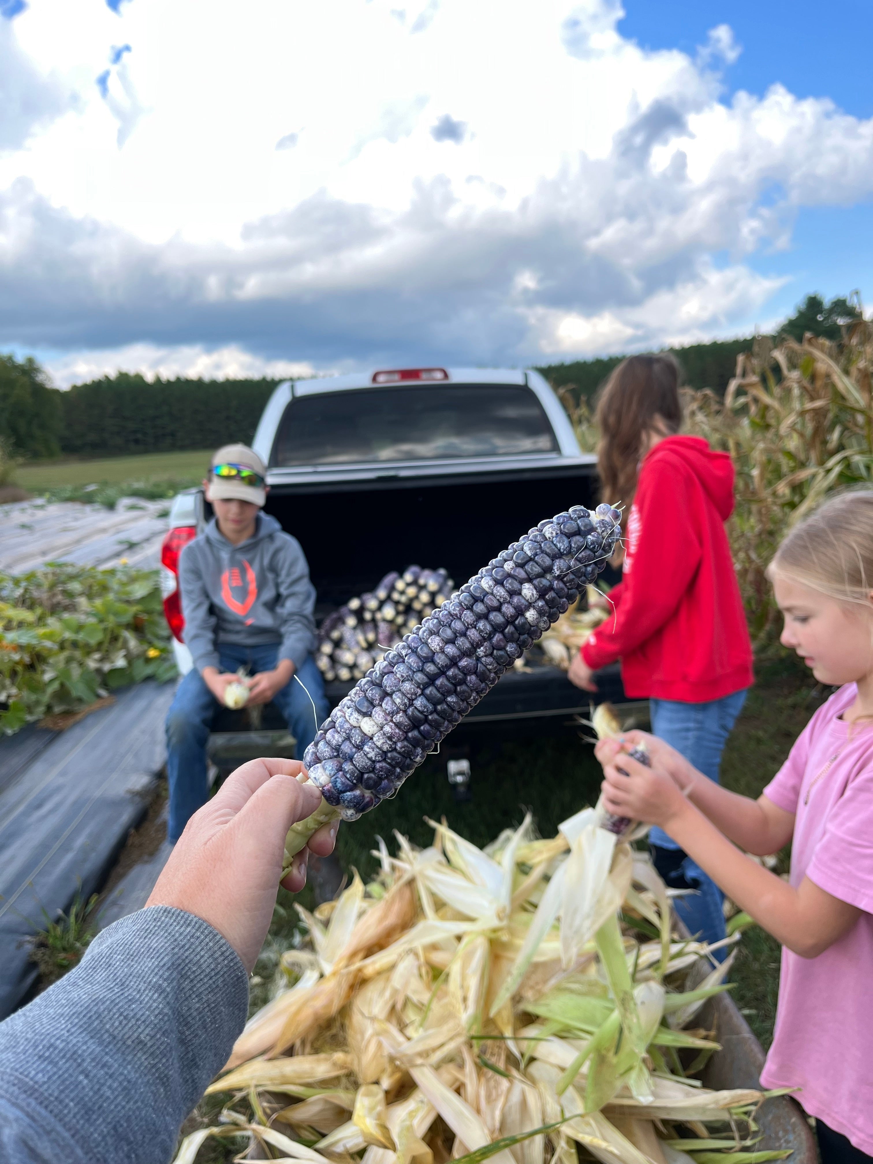 Navajo Robin's Egg Blue, Flour Corn