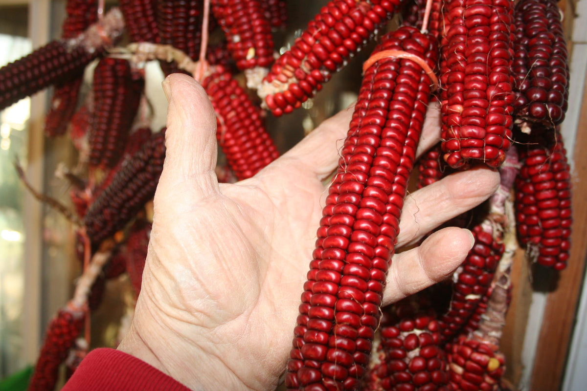 Papa's Red, Flour Corn