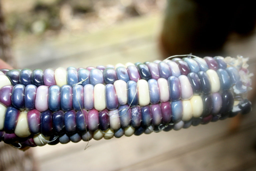 Seneca Blue Bear Dance, Flour Corn