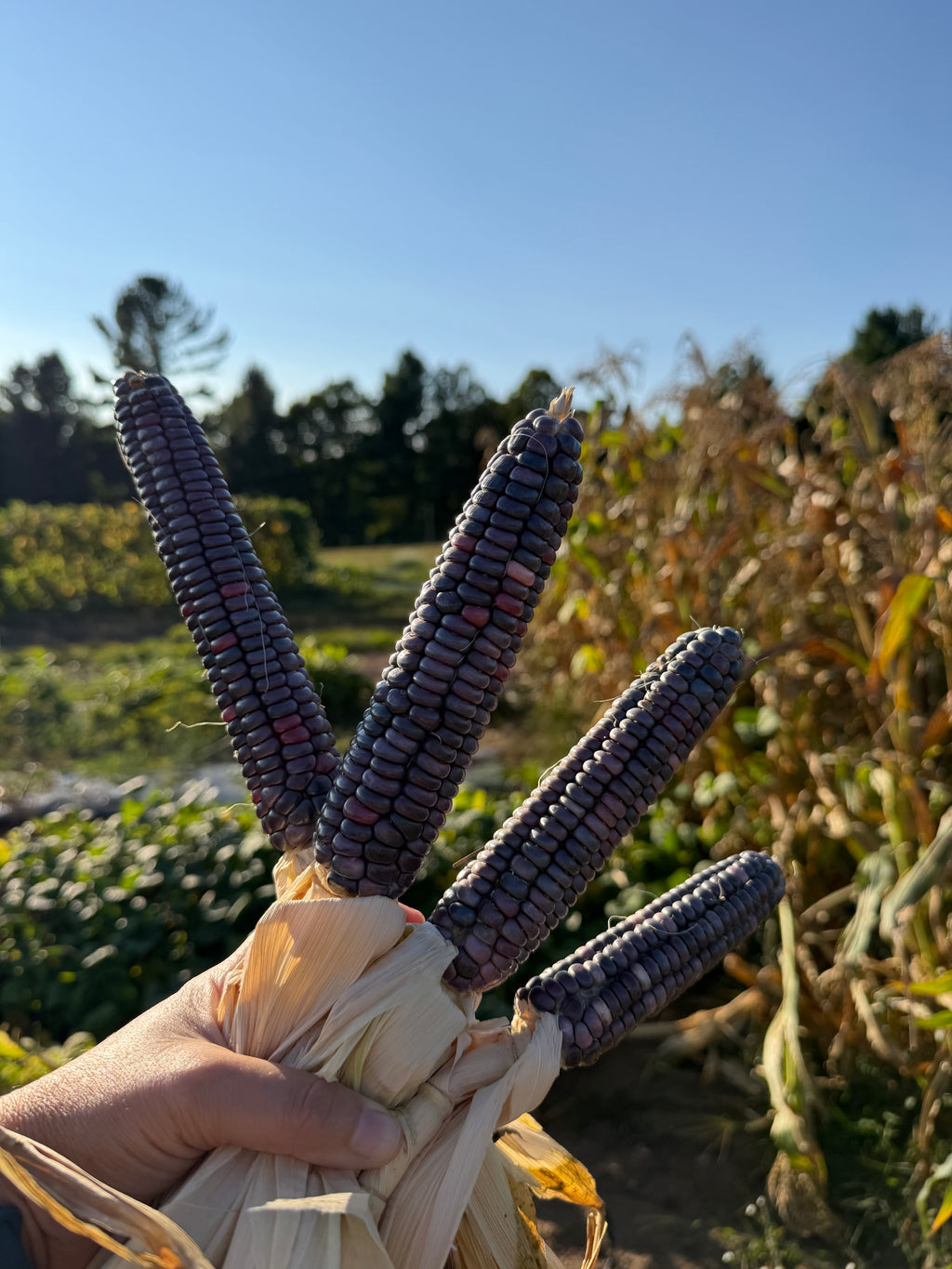 Seneca Blue Bear Dance, Flour Corn