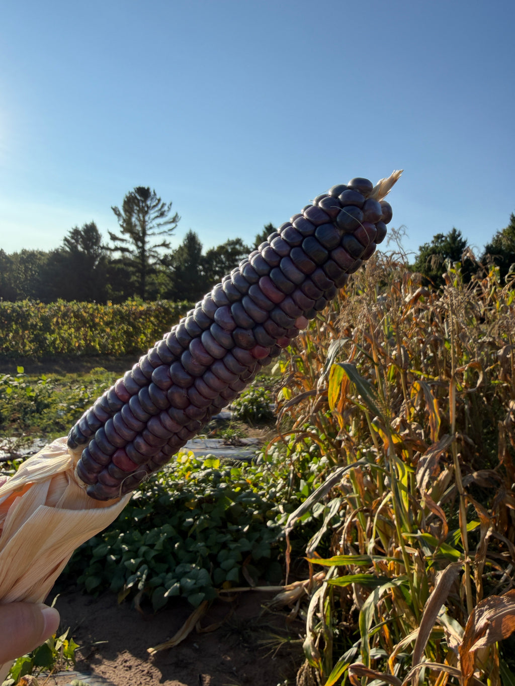 Seneca Blue Bear Dance, Flour Corn