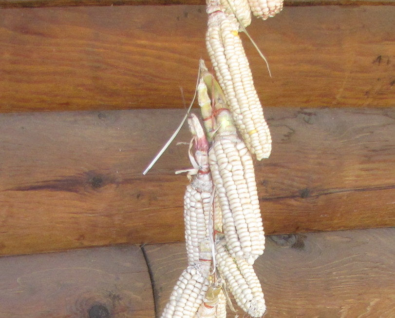 Seneca Round Nose, Flour Corn