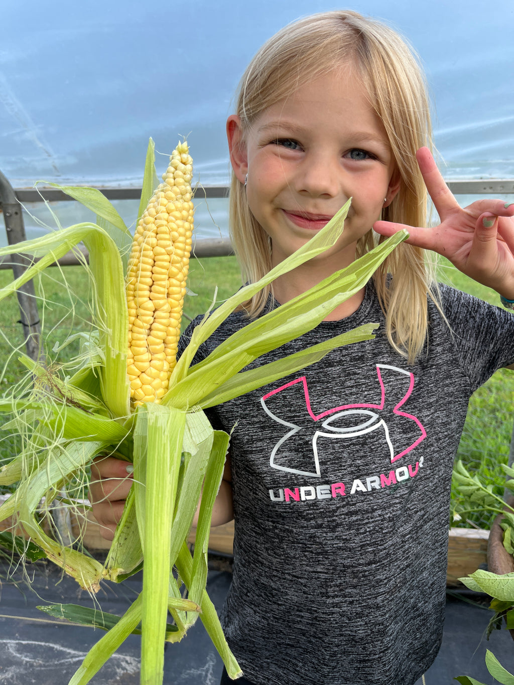 Seneca Sunrise, Sweet Corn