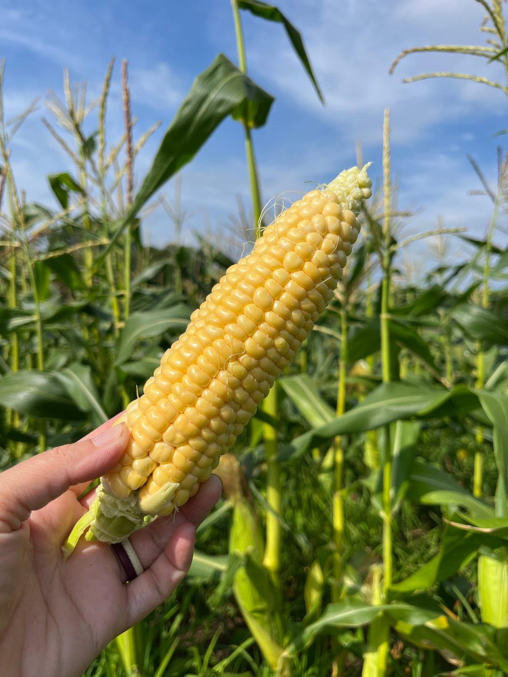 Seneca Sunrise, Sweet Corn