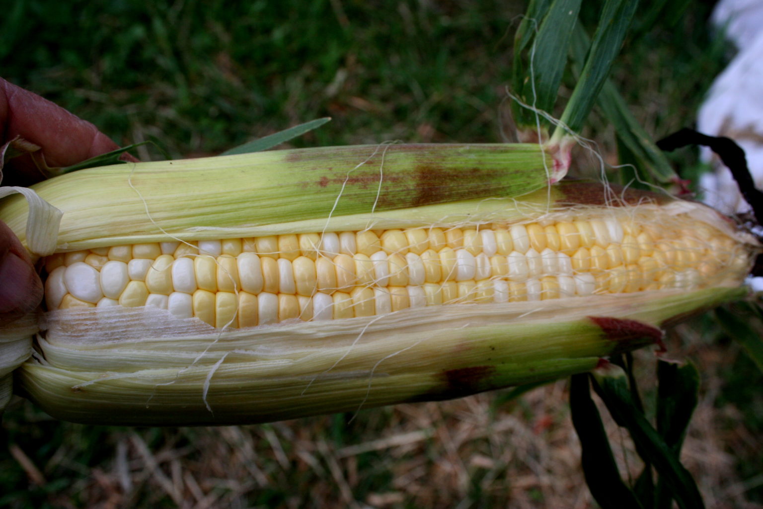 Who Gets Kissed, Sweet Corn