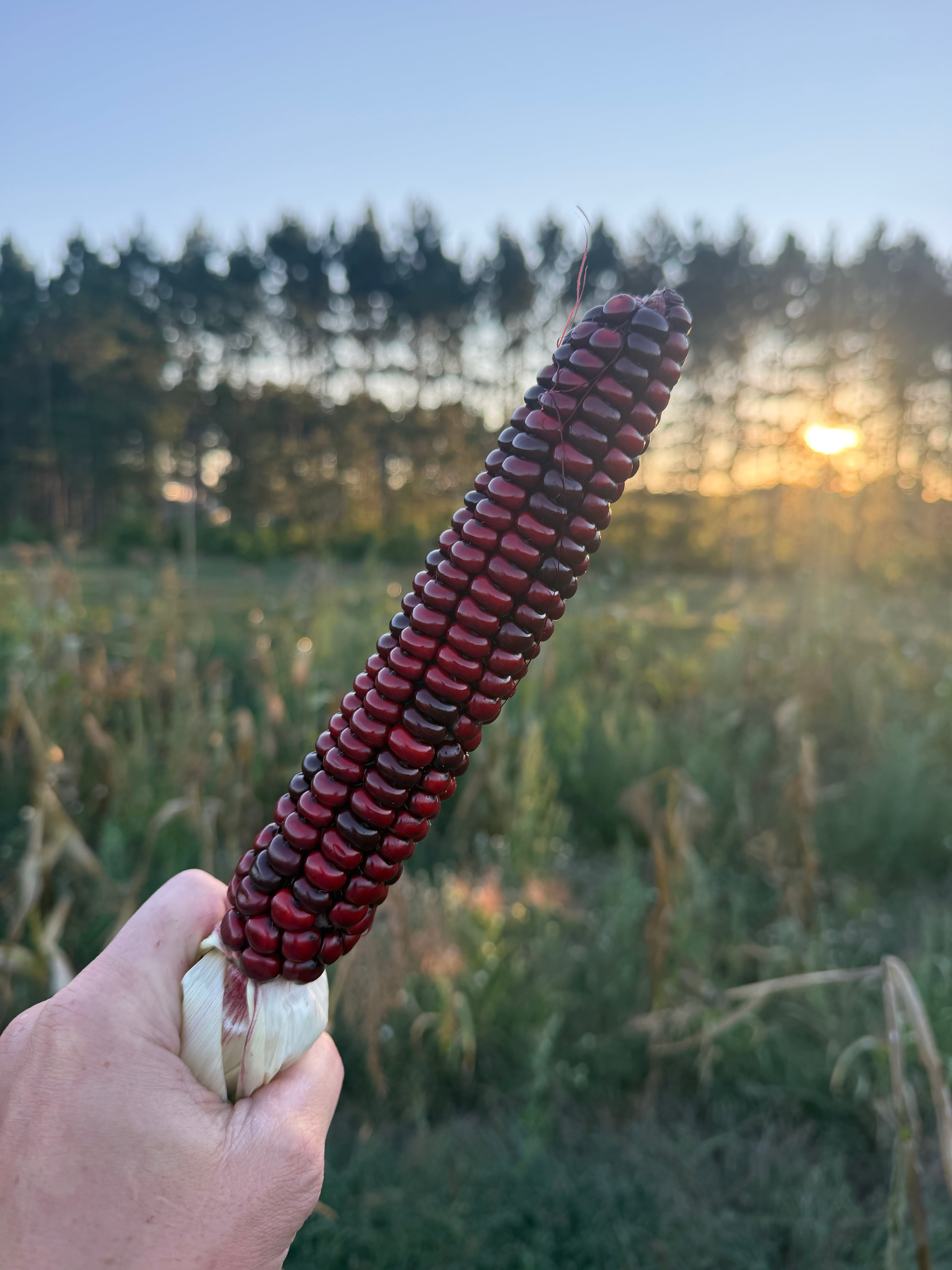 Bear Island Chippewa, Flour Corn