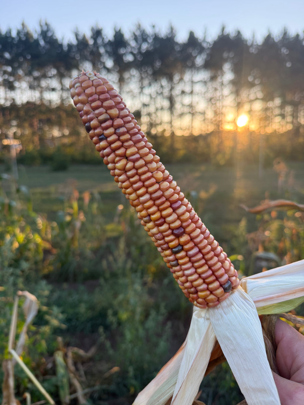 Bear Island Chippewa, Flour Corn