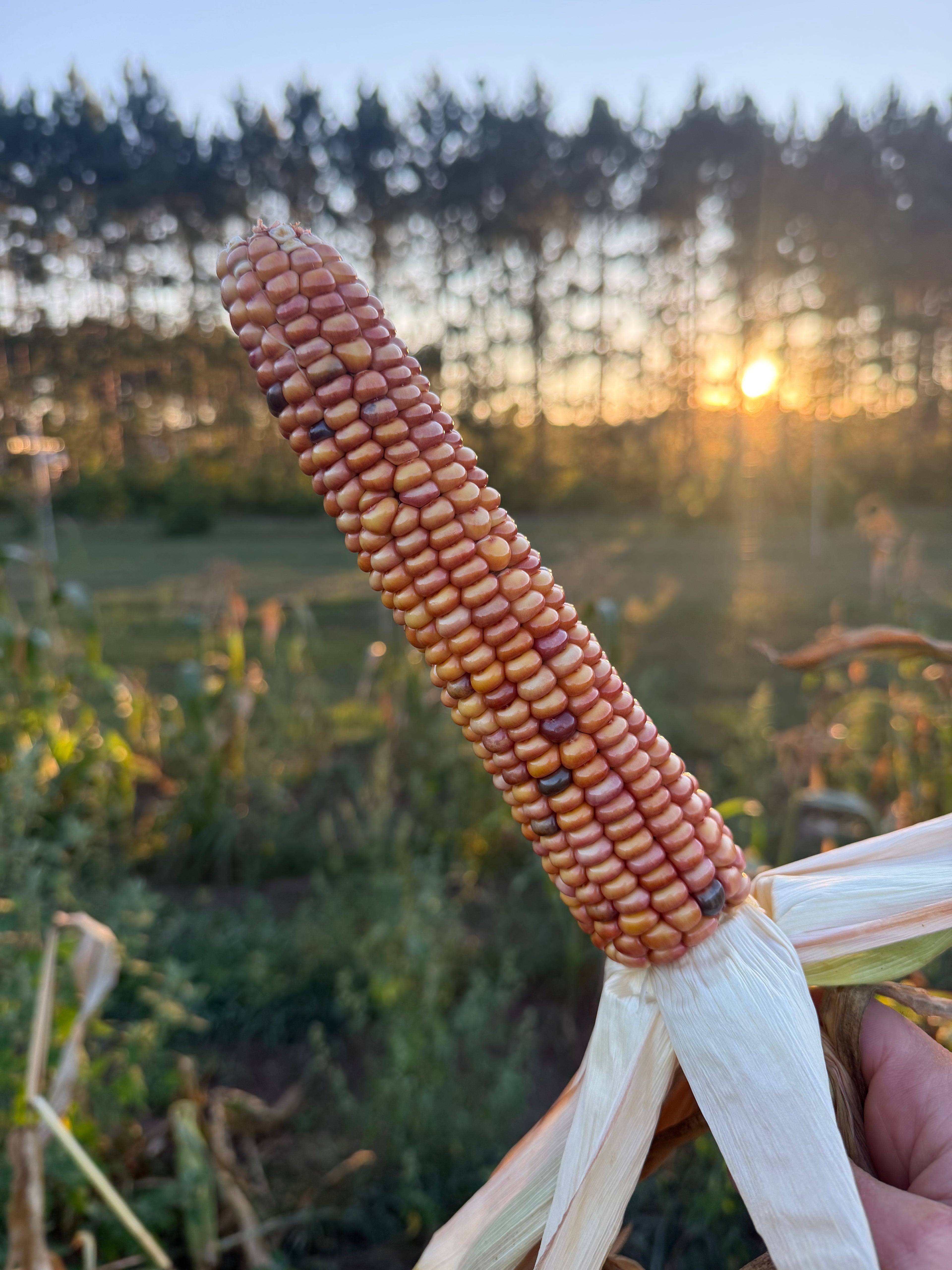 Bear Island Chippewa, Flour Corn