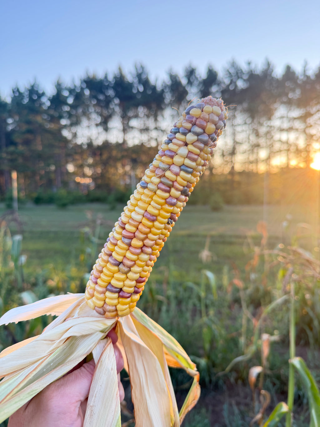 Bear Island Chippewa, Flour Corn
