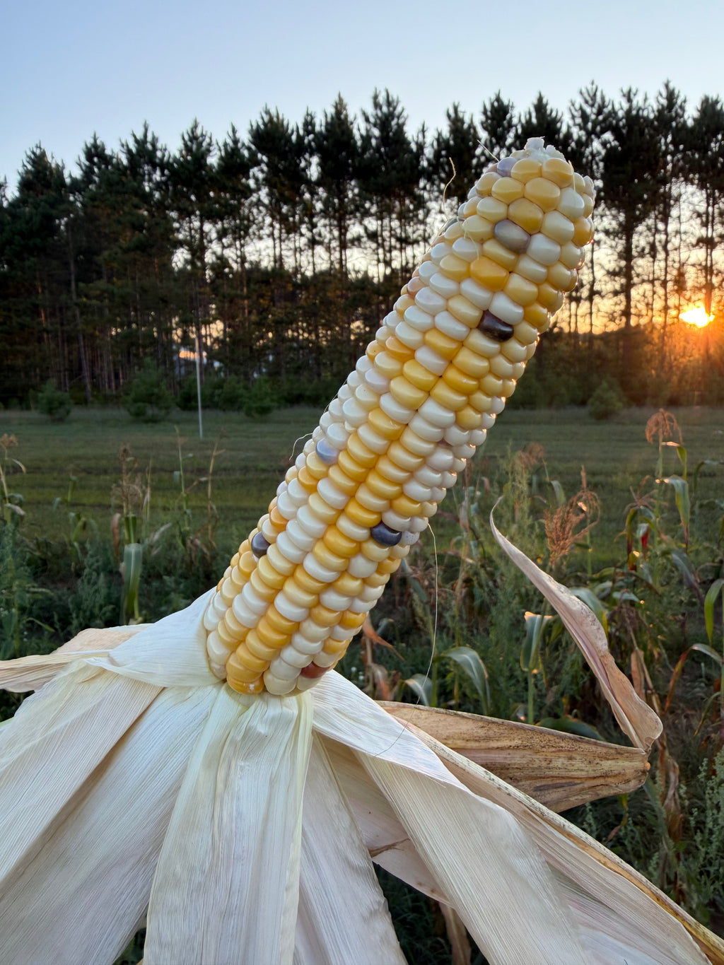 Bear Island Chippewa, Flour Corn
