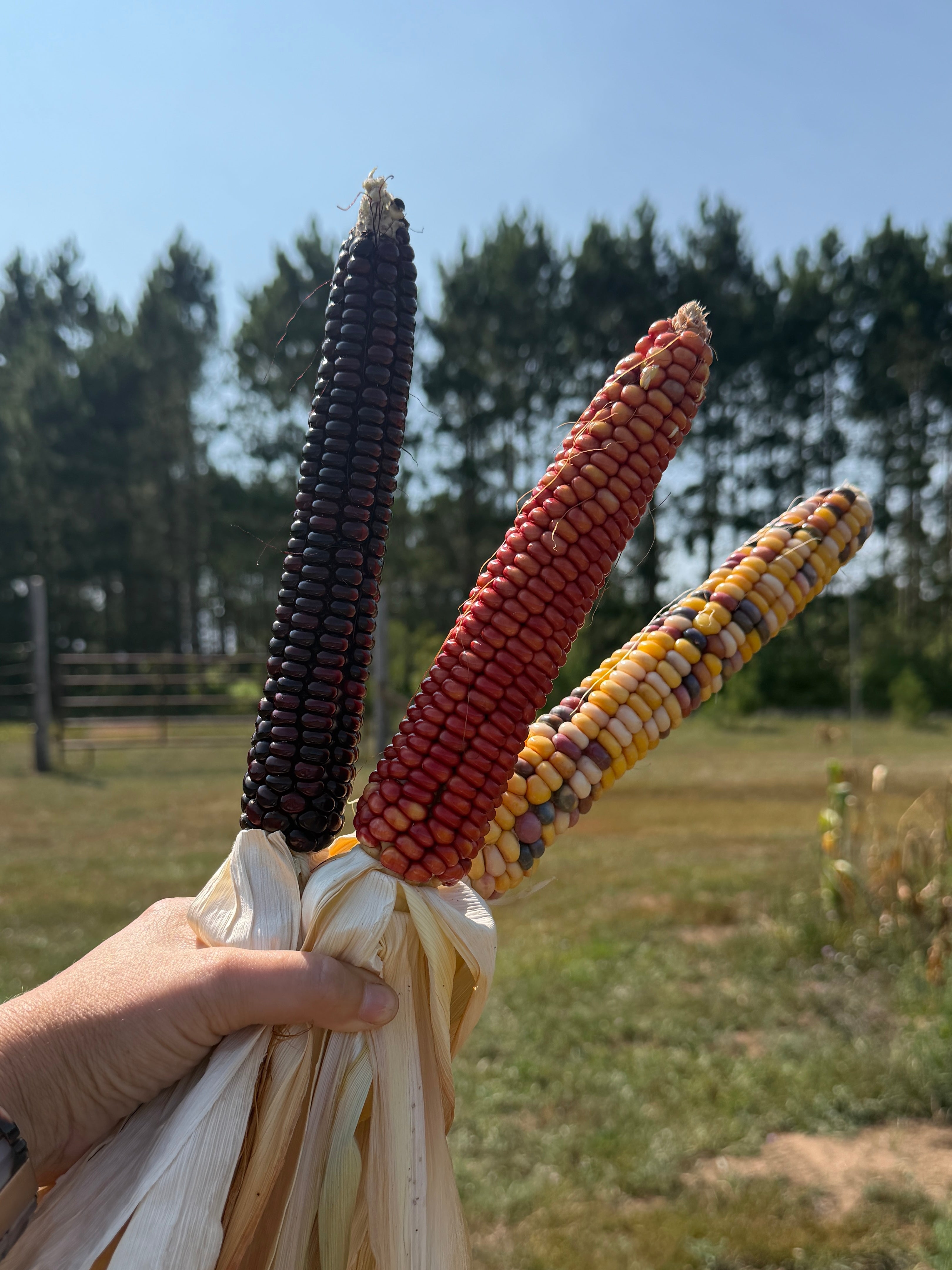 Bear Island Chippewa, Flour Corn
