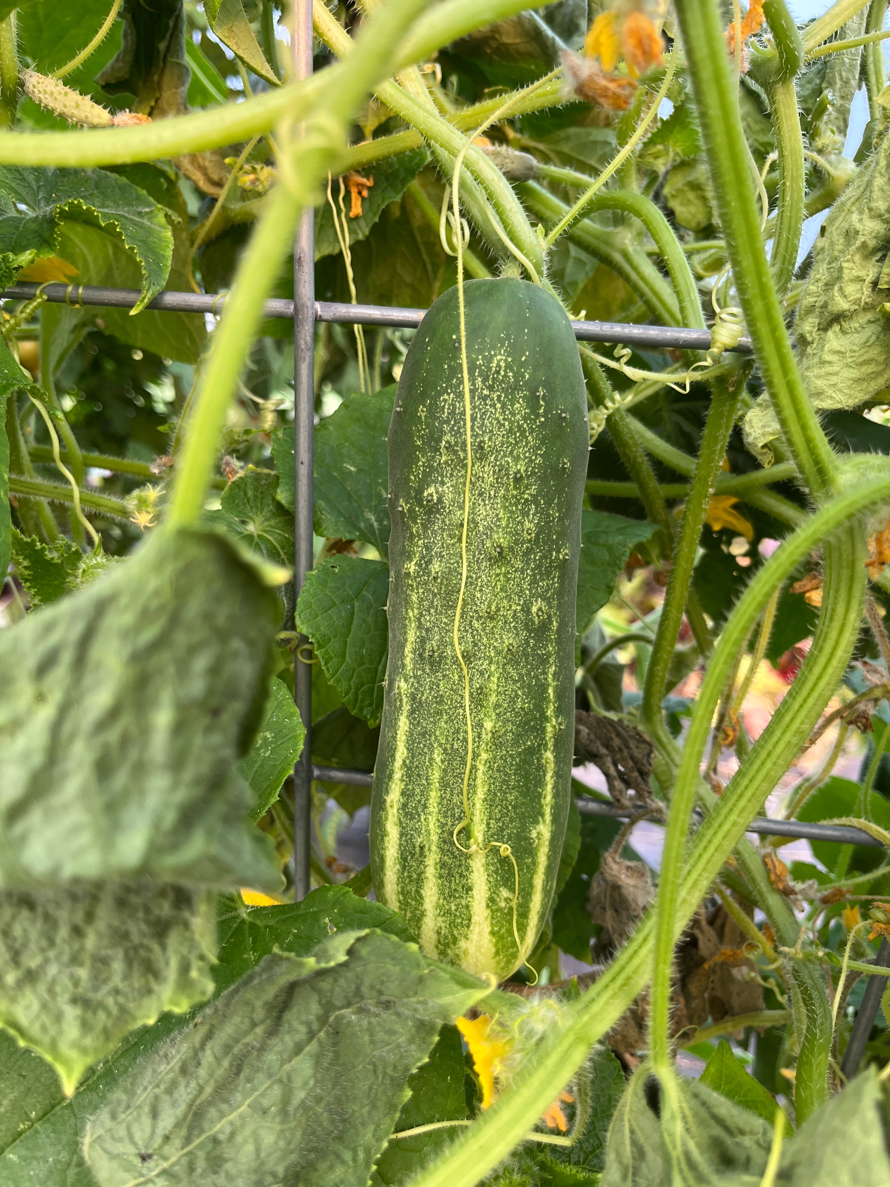 Early Fortune, Cucumbers