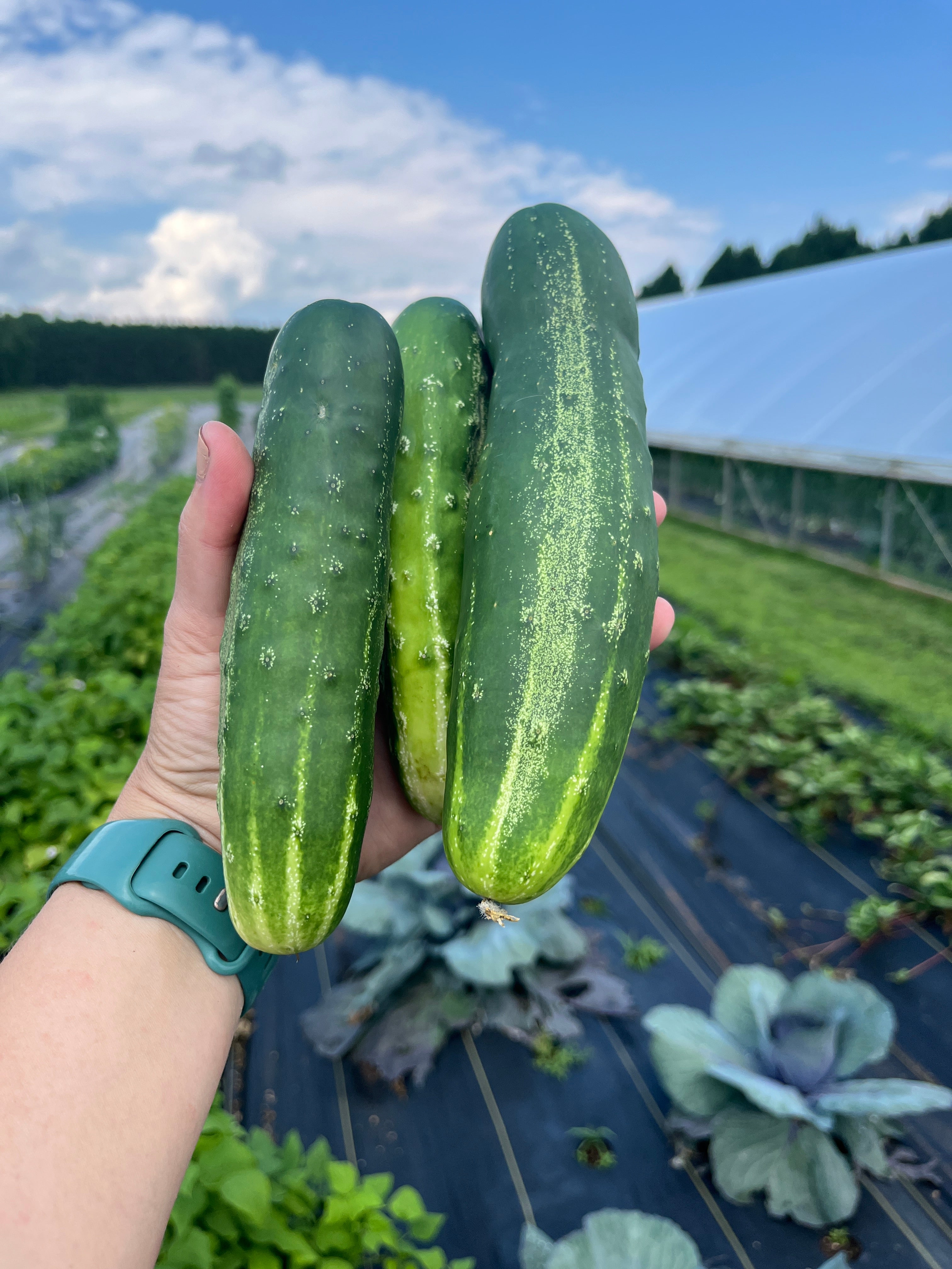 Early Fortune, Cucumbers