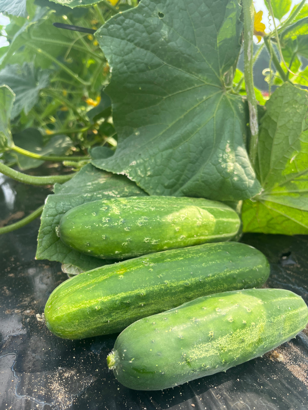 Early Fortune, Cucumbers