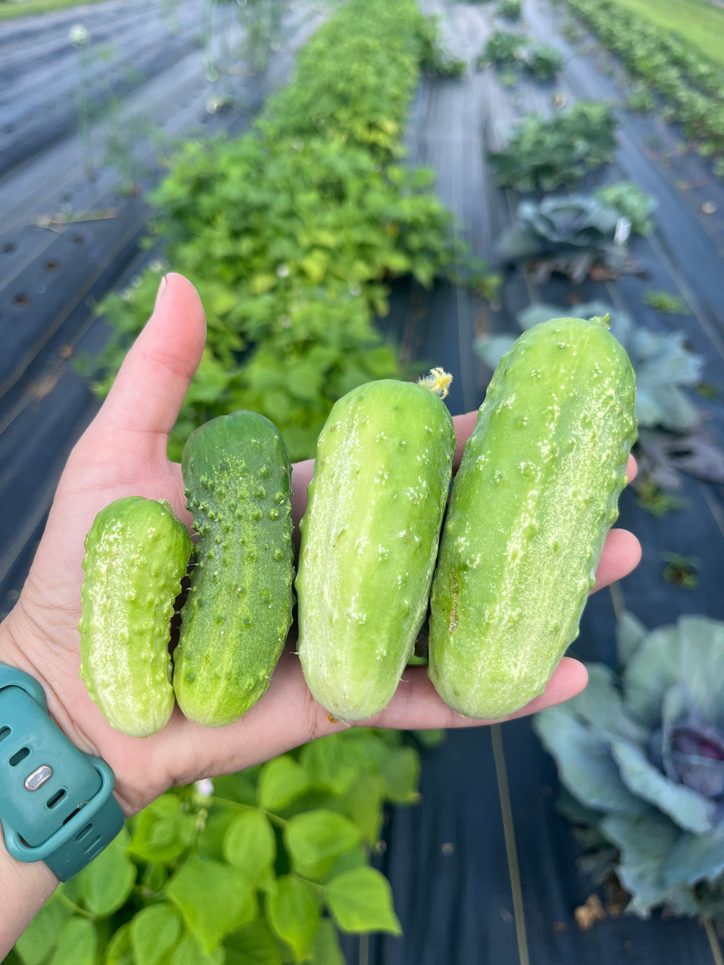 The Easy Start Garden Bundle