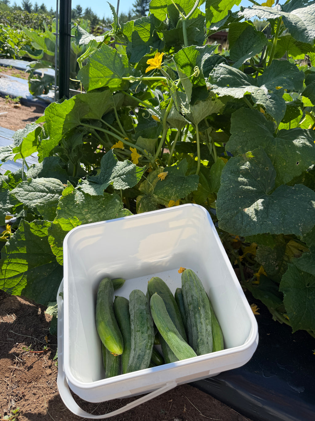 Muncher Burpless, Cucumbers