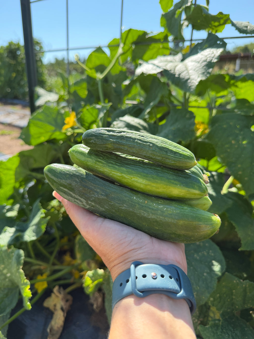 Muncher Burpless, Cucumbers
