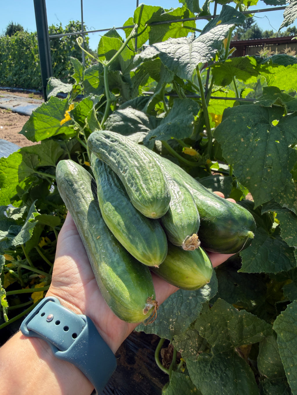 Muncher Burpless, Cucumbers