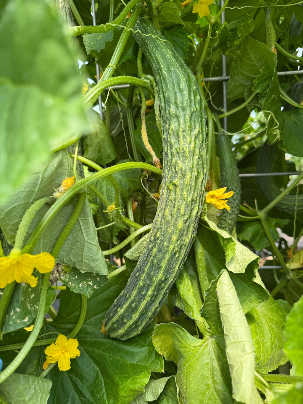 Suyo Long, Cucumbers
