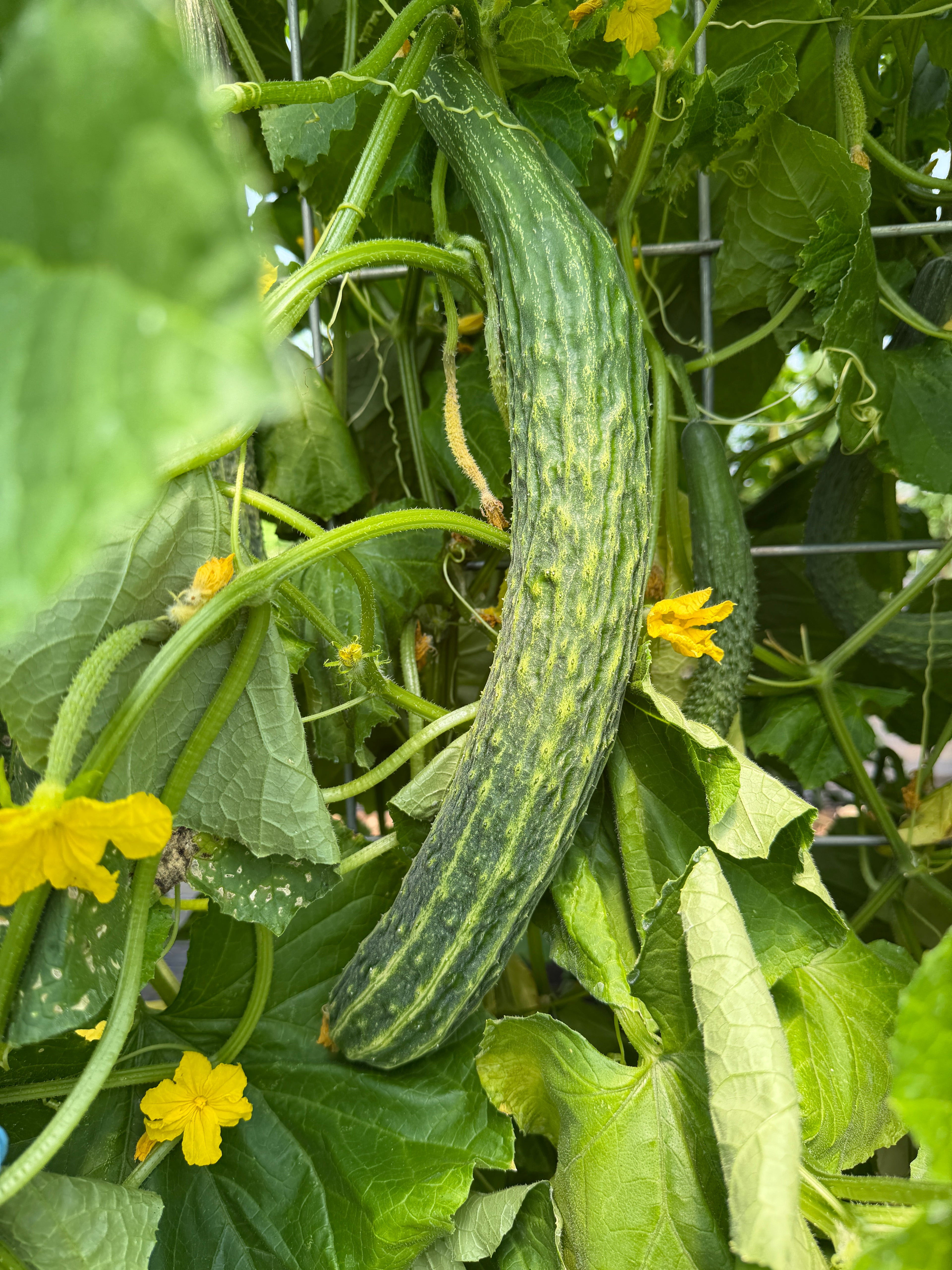 Suyo Long, Cucumbers