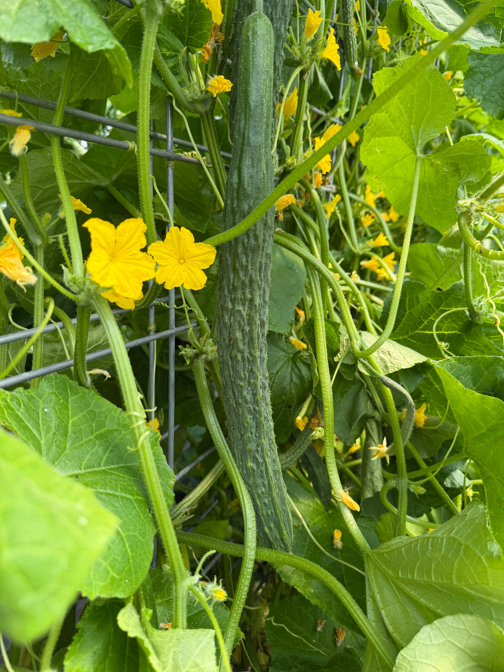 Suyo Long, Cucumbers