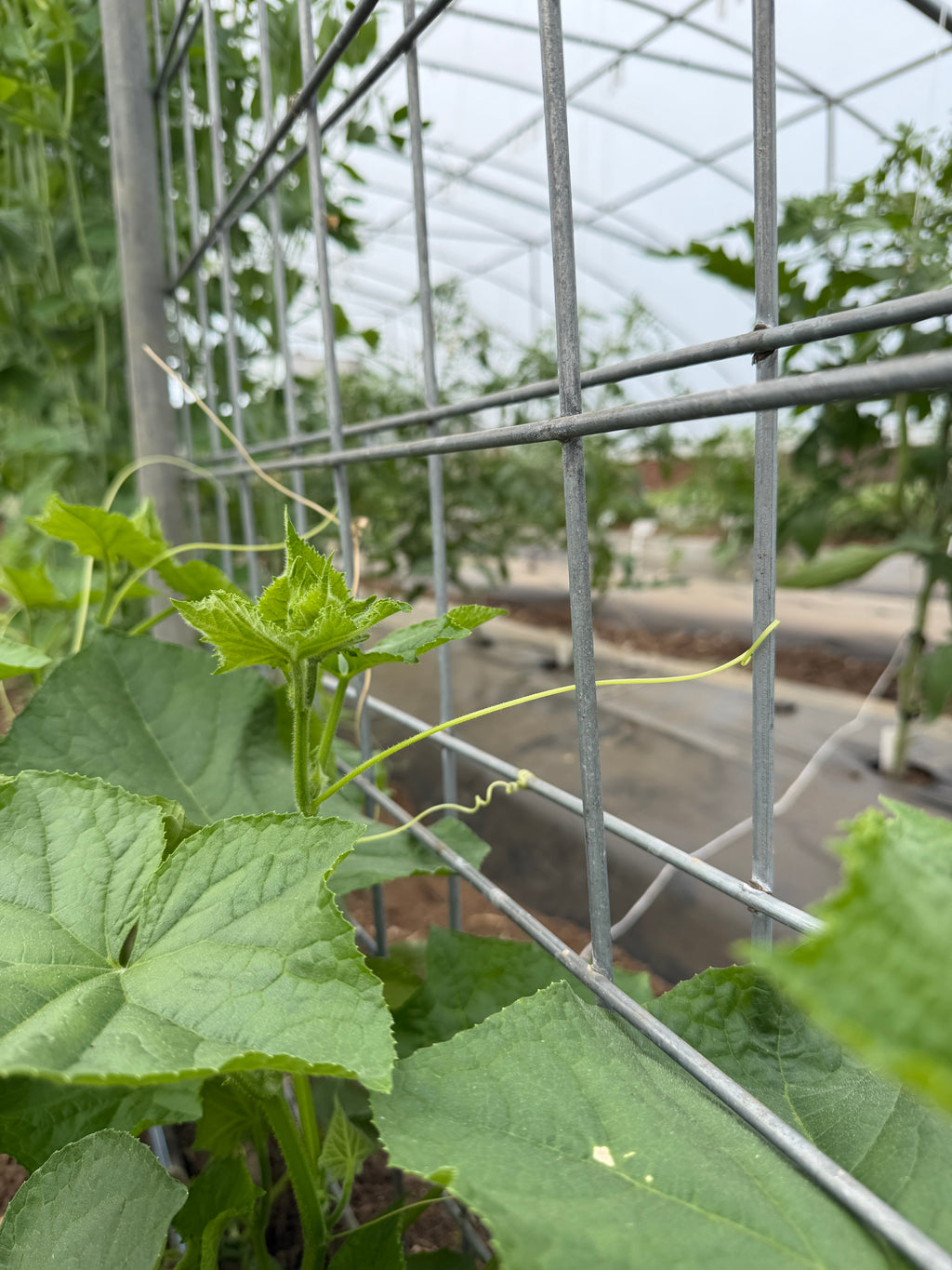 Suyo Long, Cucumbers