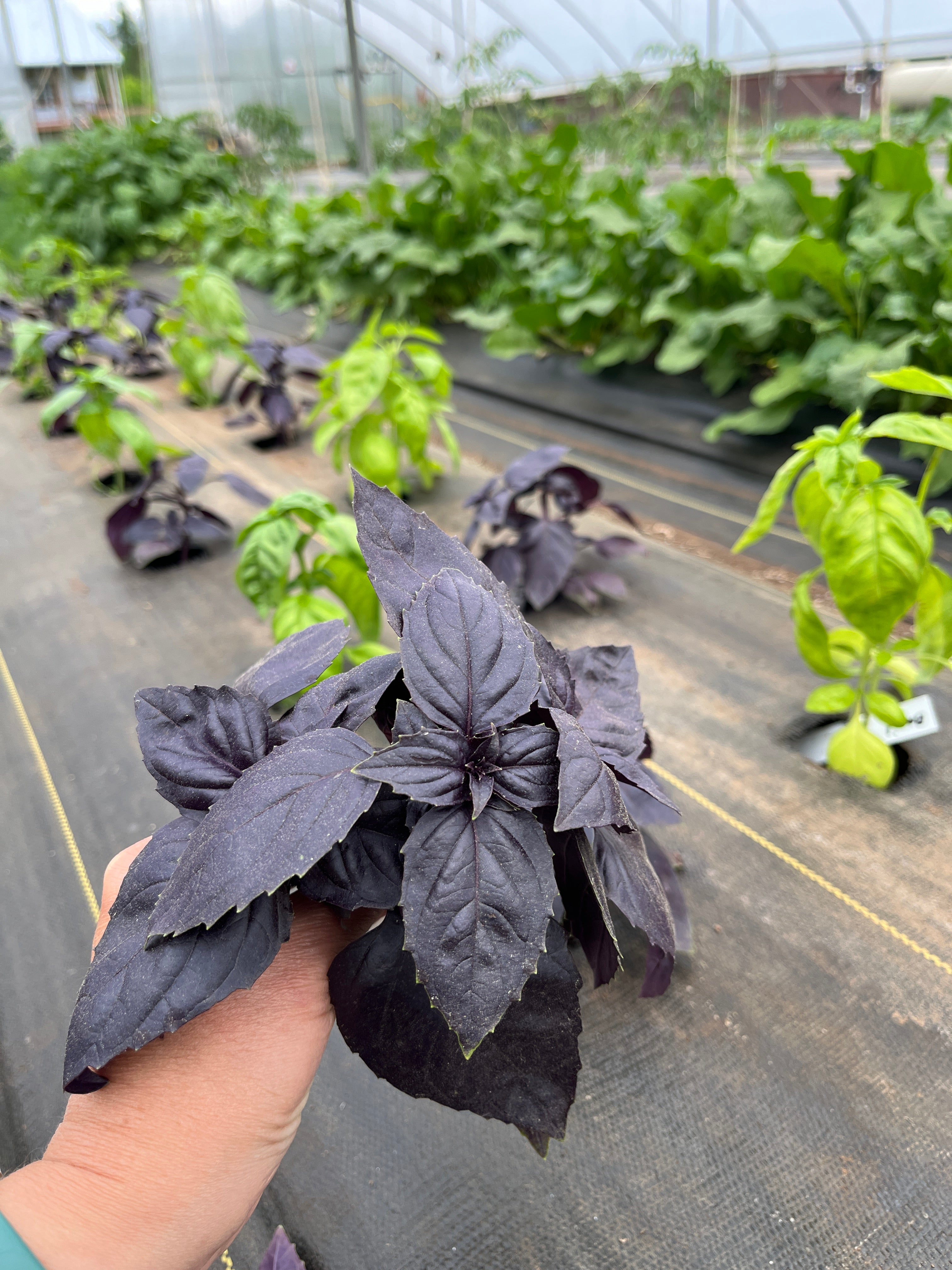 Red Rubin Basil, Herbs