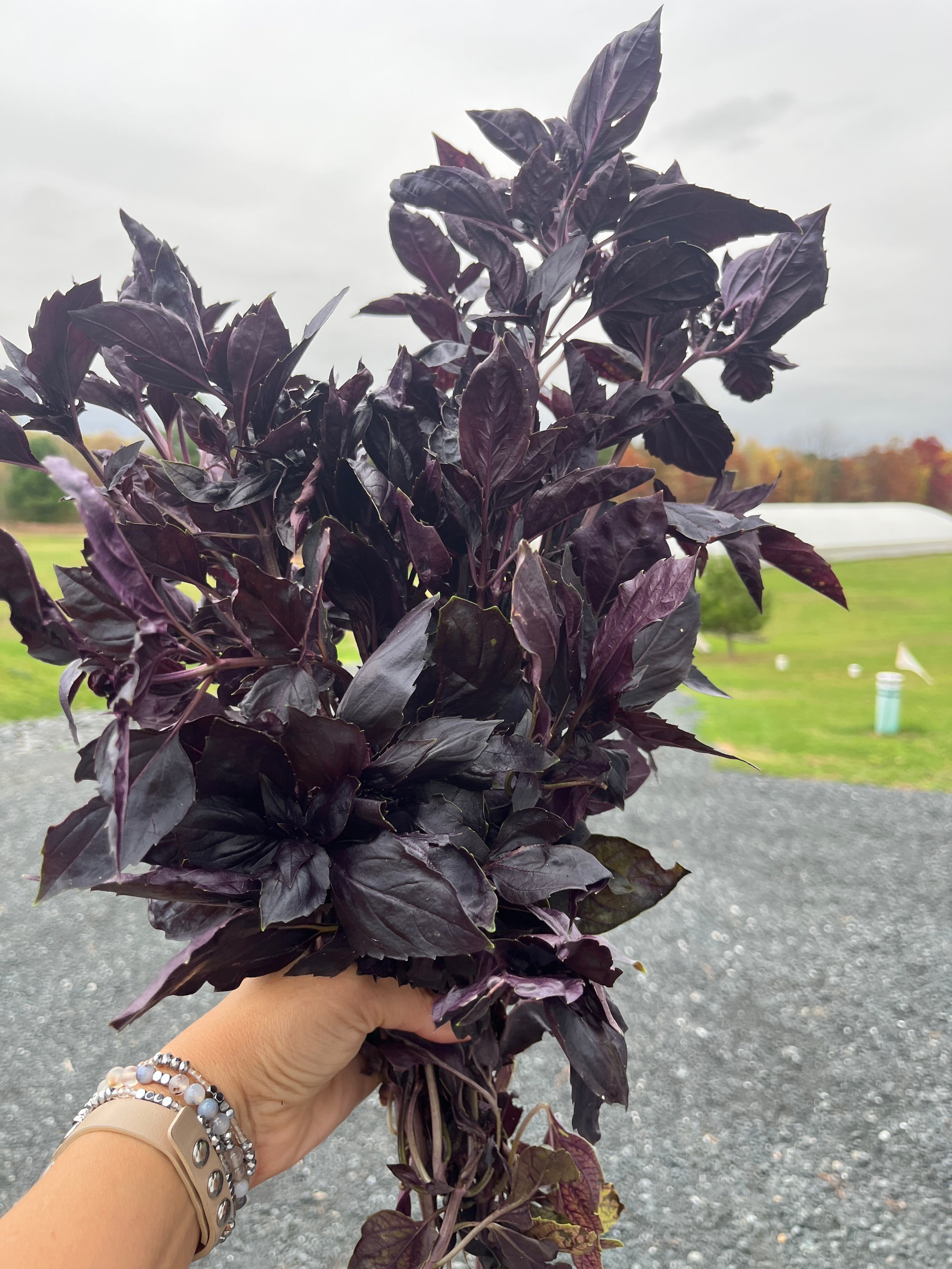 Red Rubin Basil, Herbs – Life Root Farm