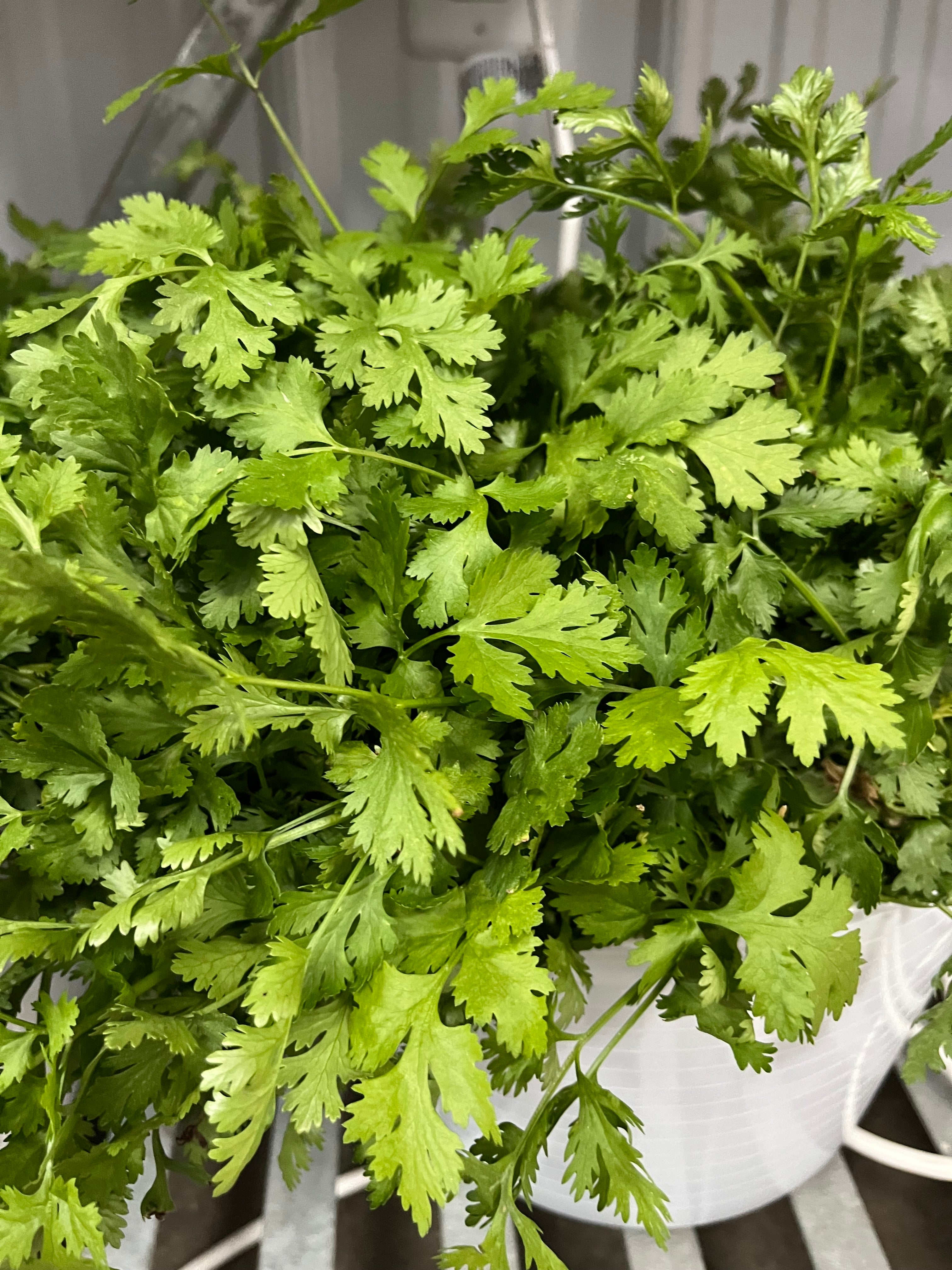 Slow-Bolt Cilantro, Herbs