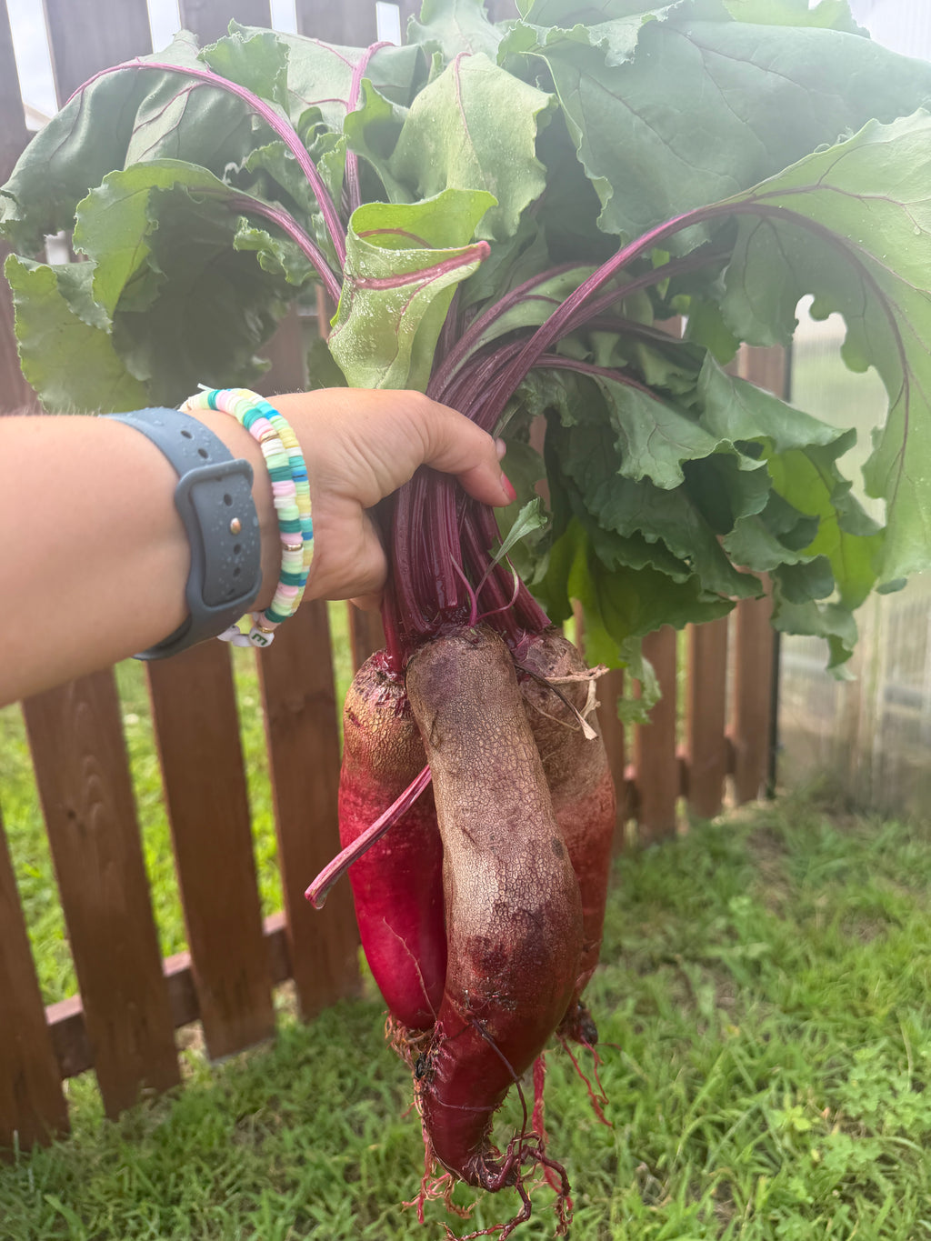Cylindra, Beet