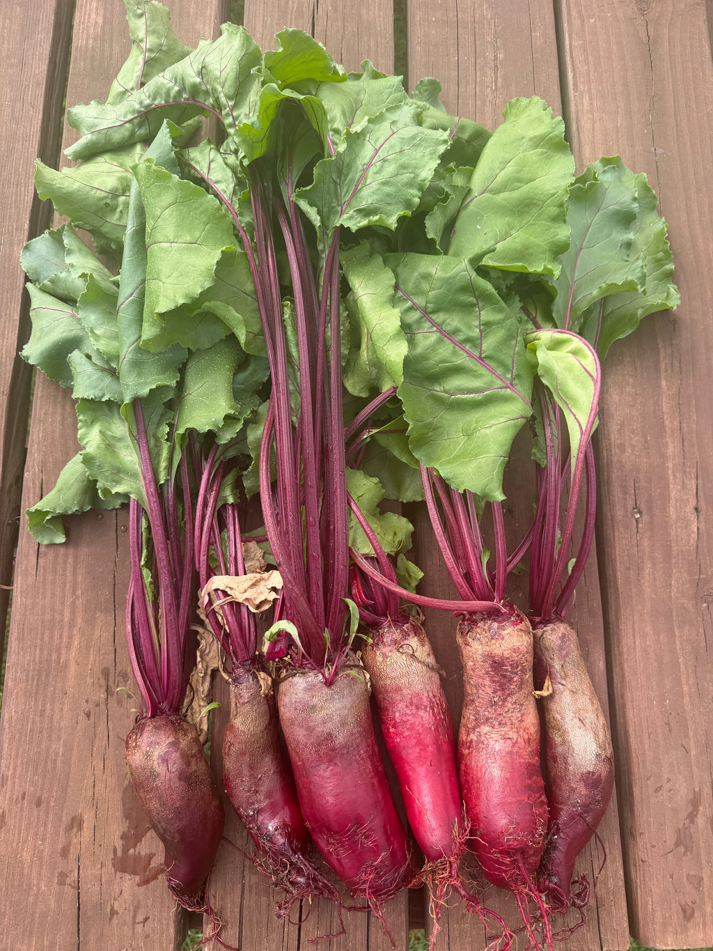 Cylindra, Beet