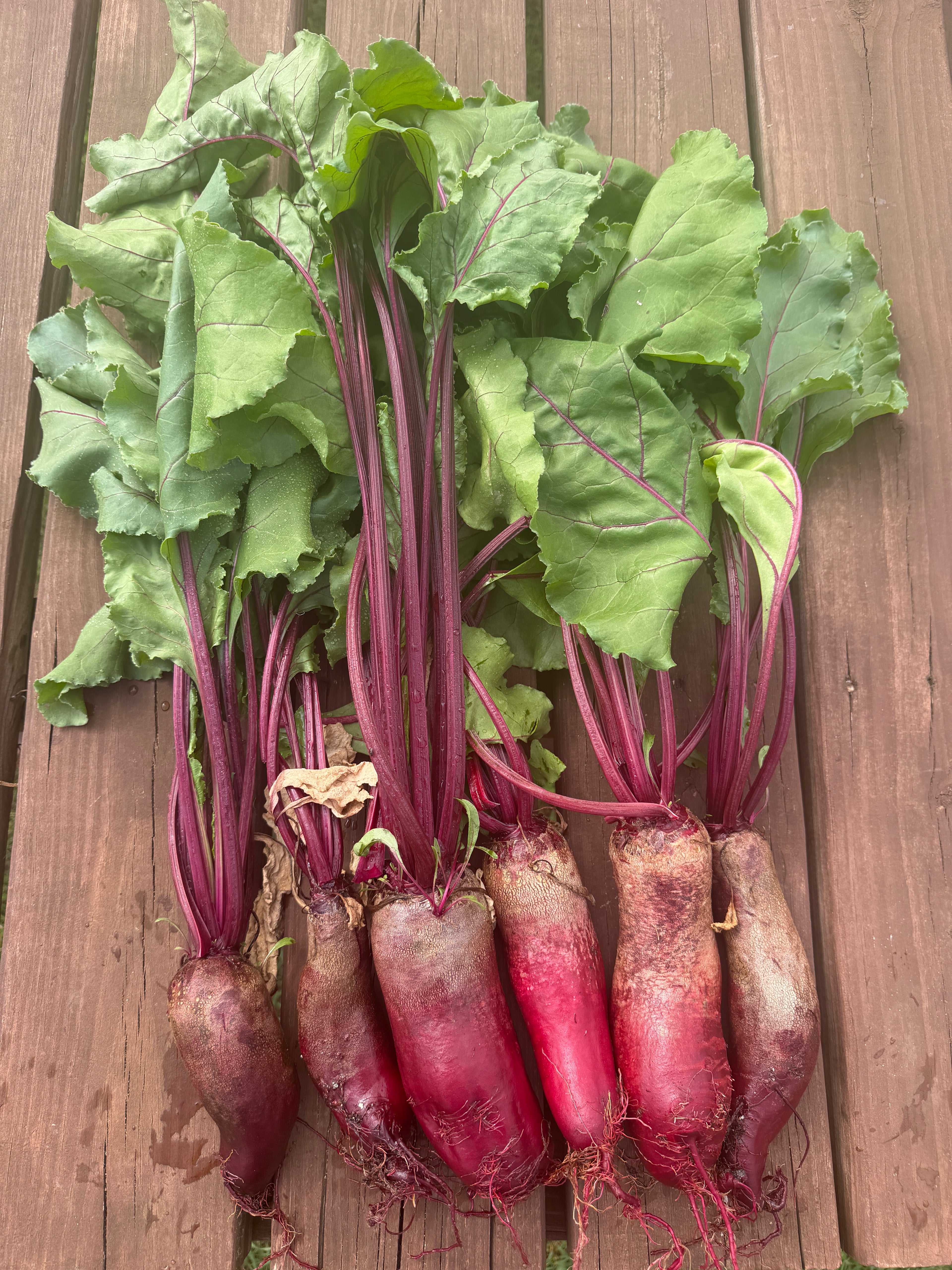 Cylindra, Beet