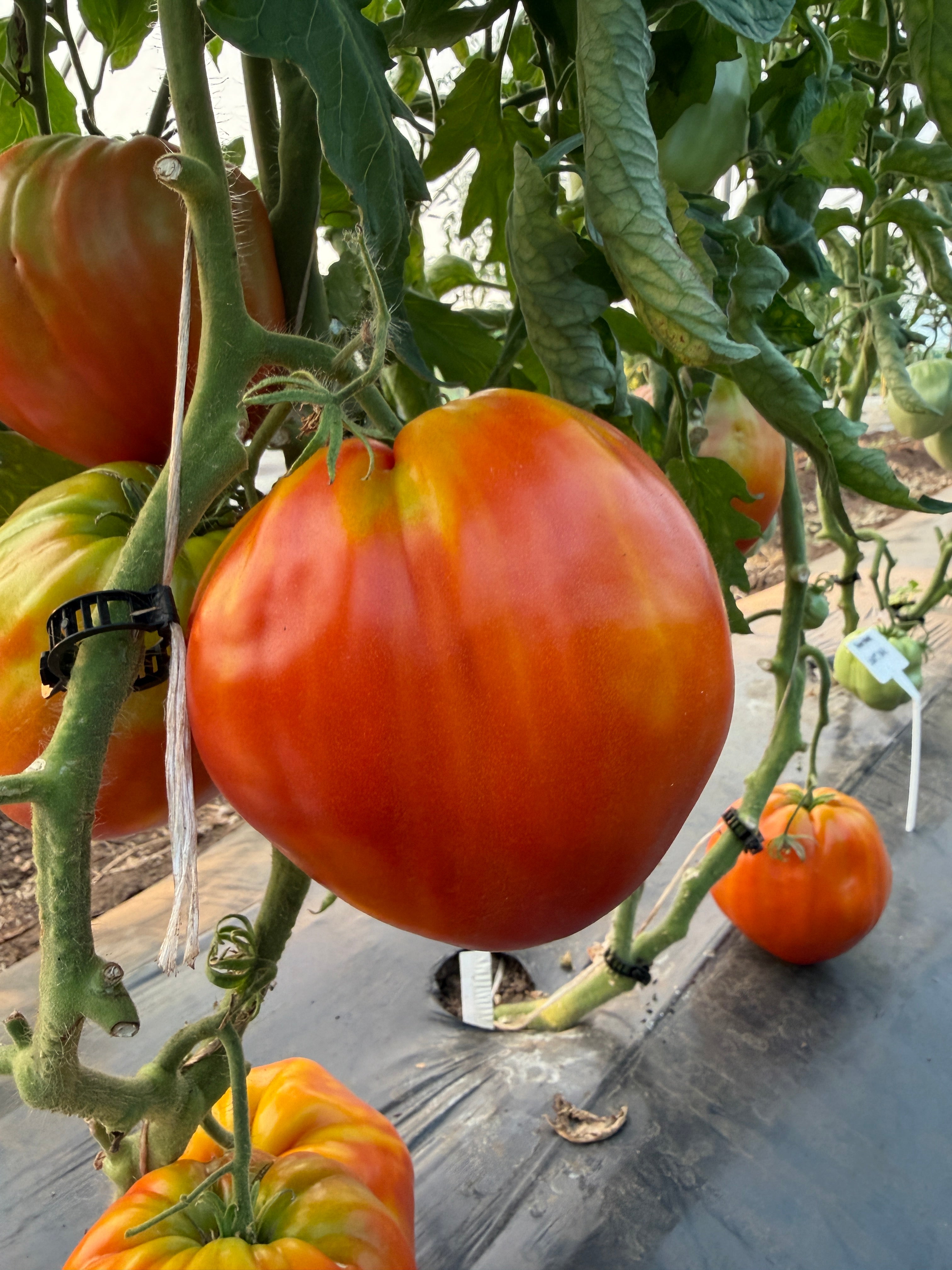 Goat's Bag, Tomato
