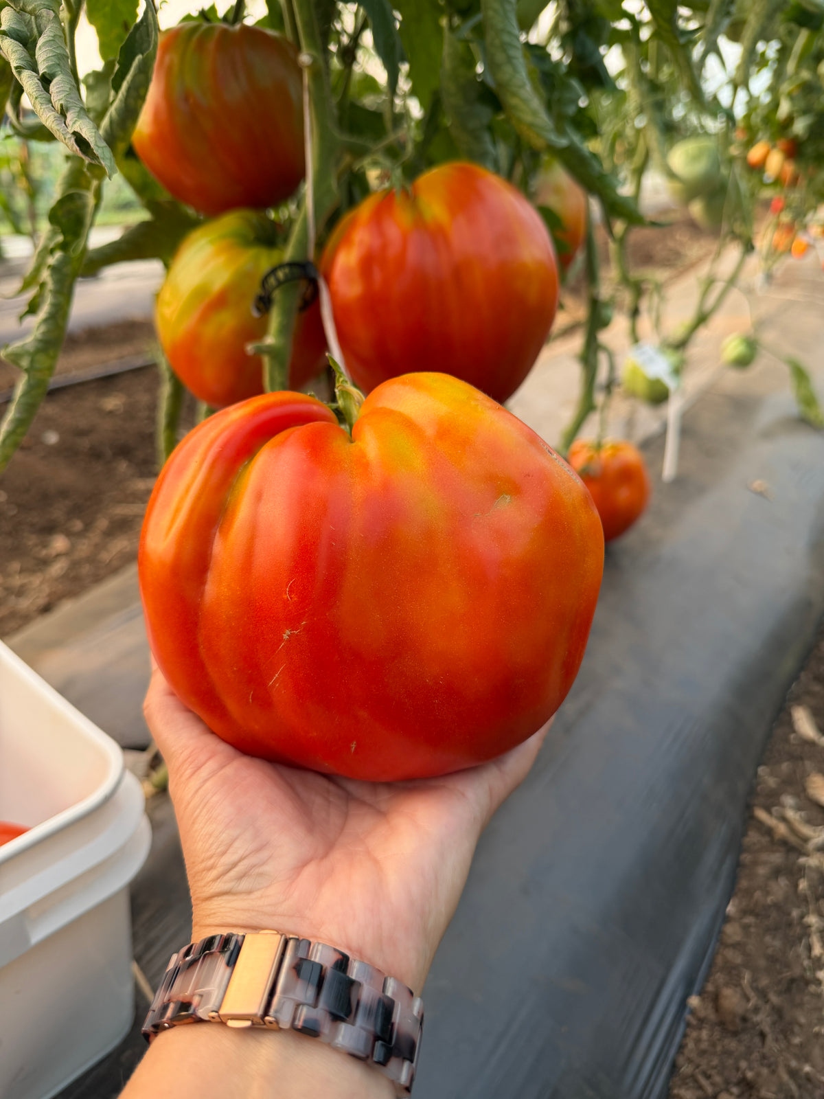 Goat's Bag, Tomato