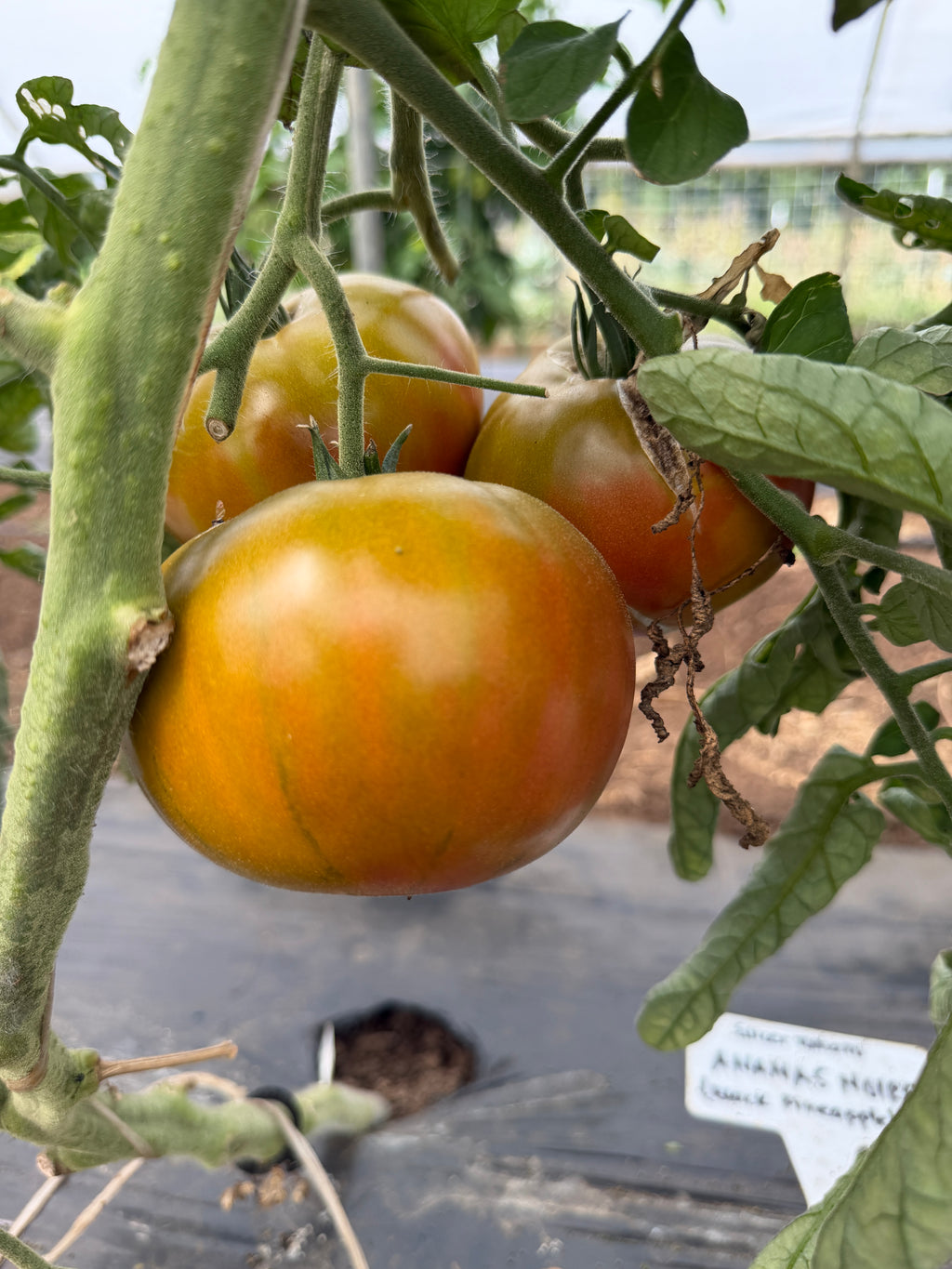 Ananas Noire, Tomato