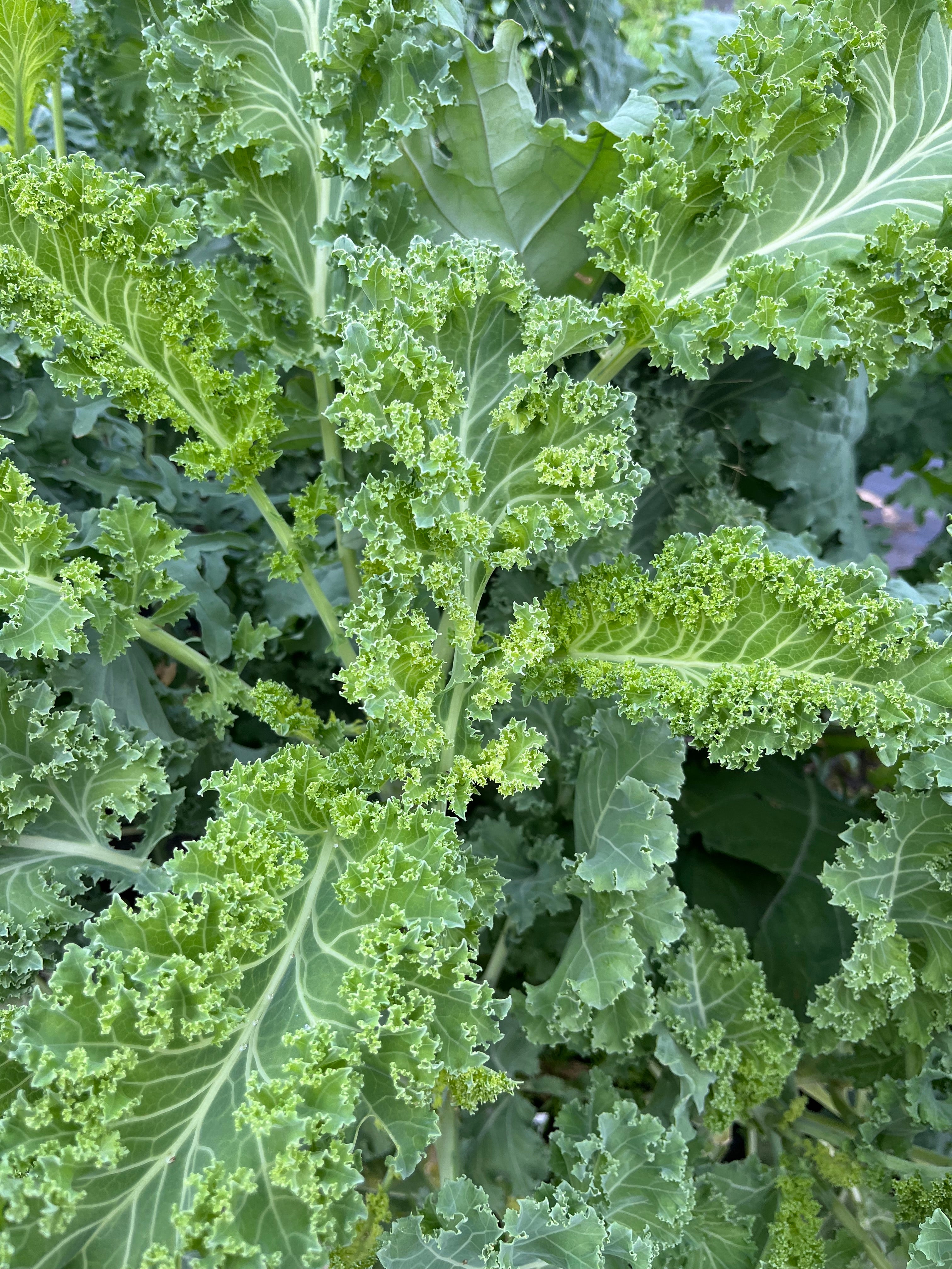 Curled Blue Vates, Kale
