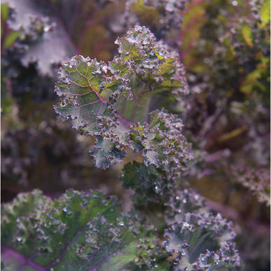 Scarlet, Kale