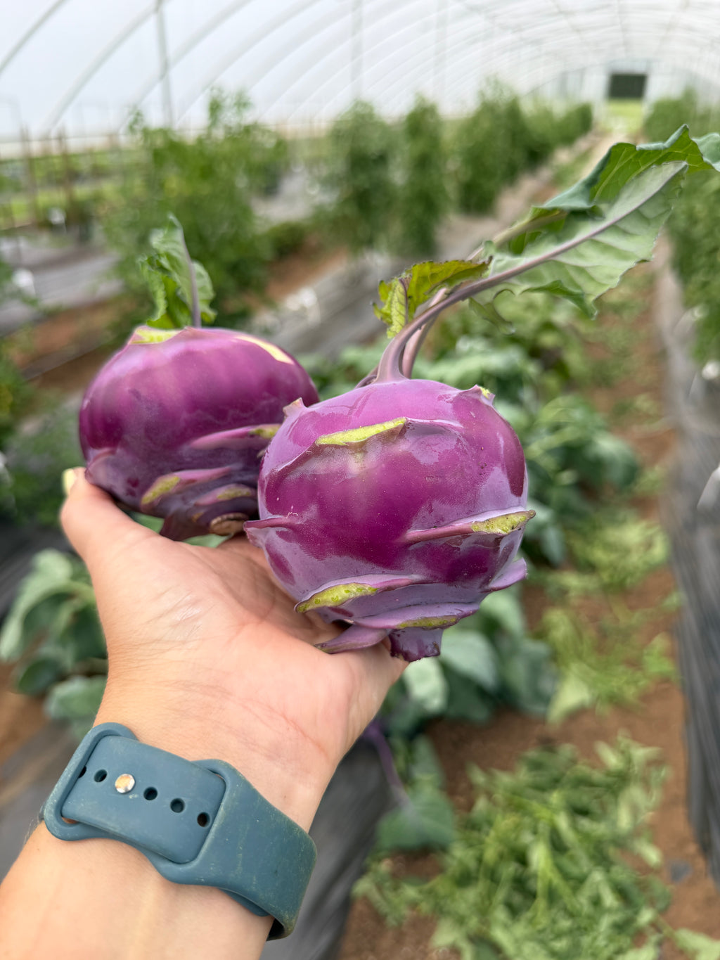 Azur Star, Kohlrabi