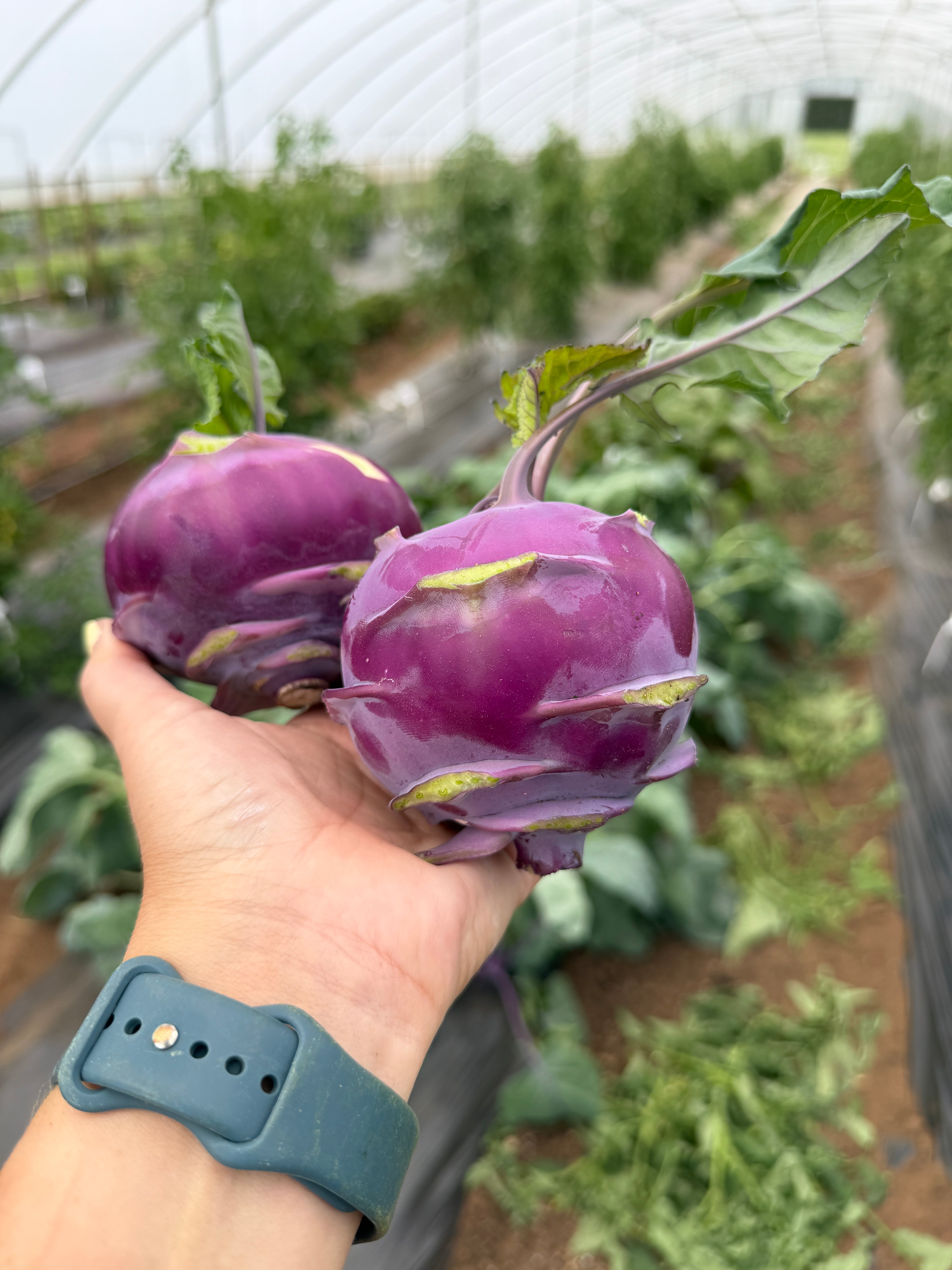Azur Star, Kohlrabi
